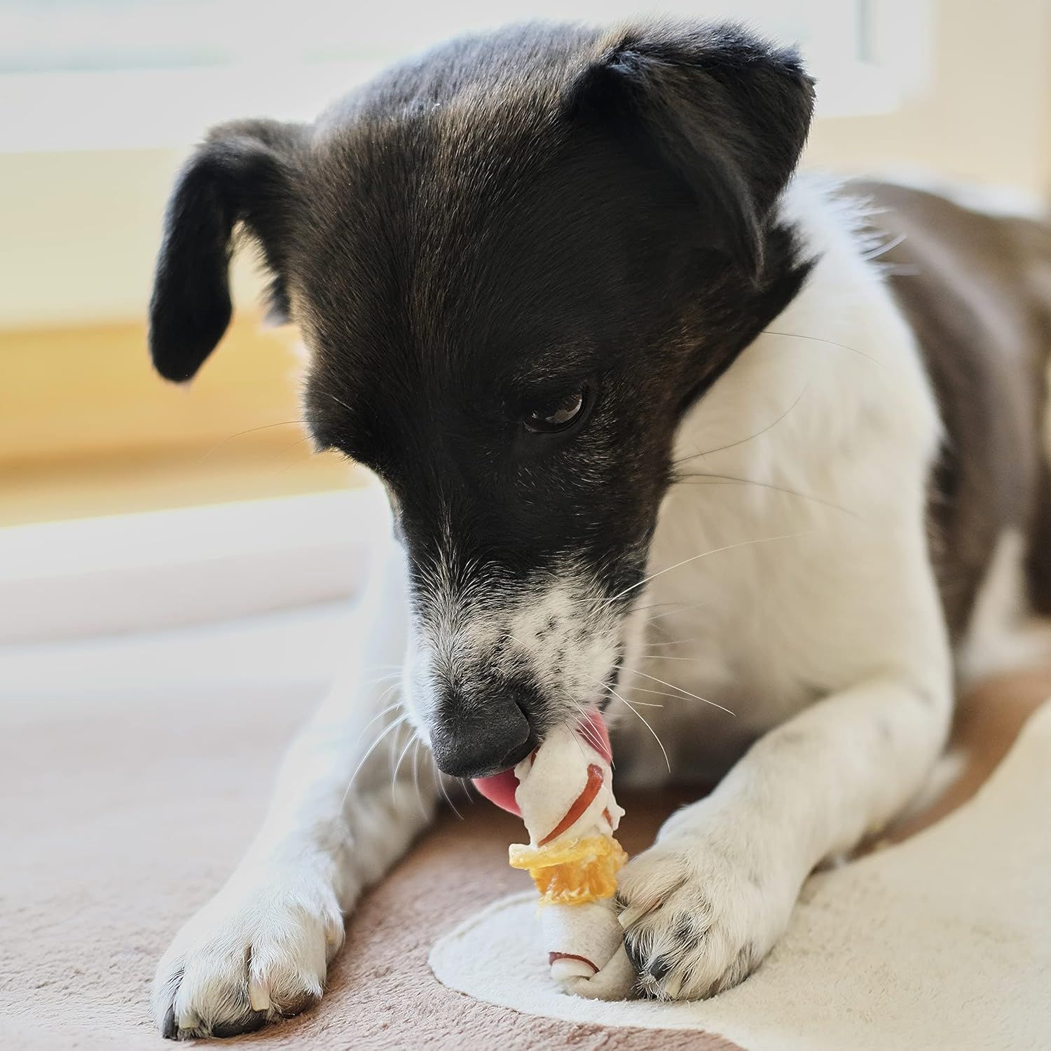Ein kleiner Hund kaut auf einem Kausnack mit Rinderhaut, Hähnchenbrust und Schweinehaut.