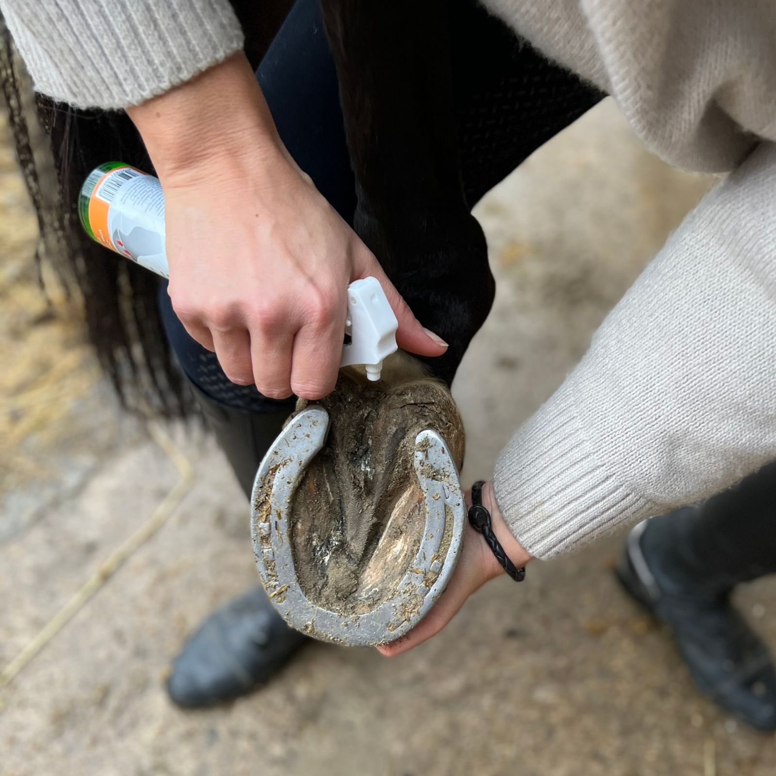 Person sprüht Produkt auf Huf. Produktflasche mit Sprühkopf. Huf mit Hufeisen. Hände halten Huf.