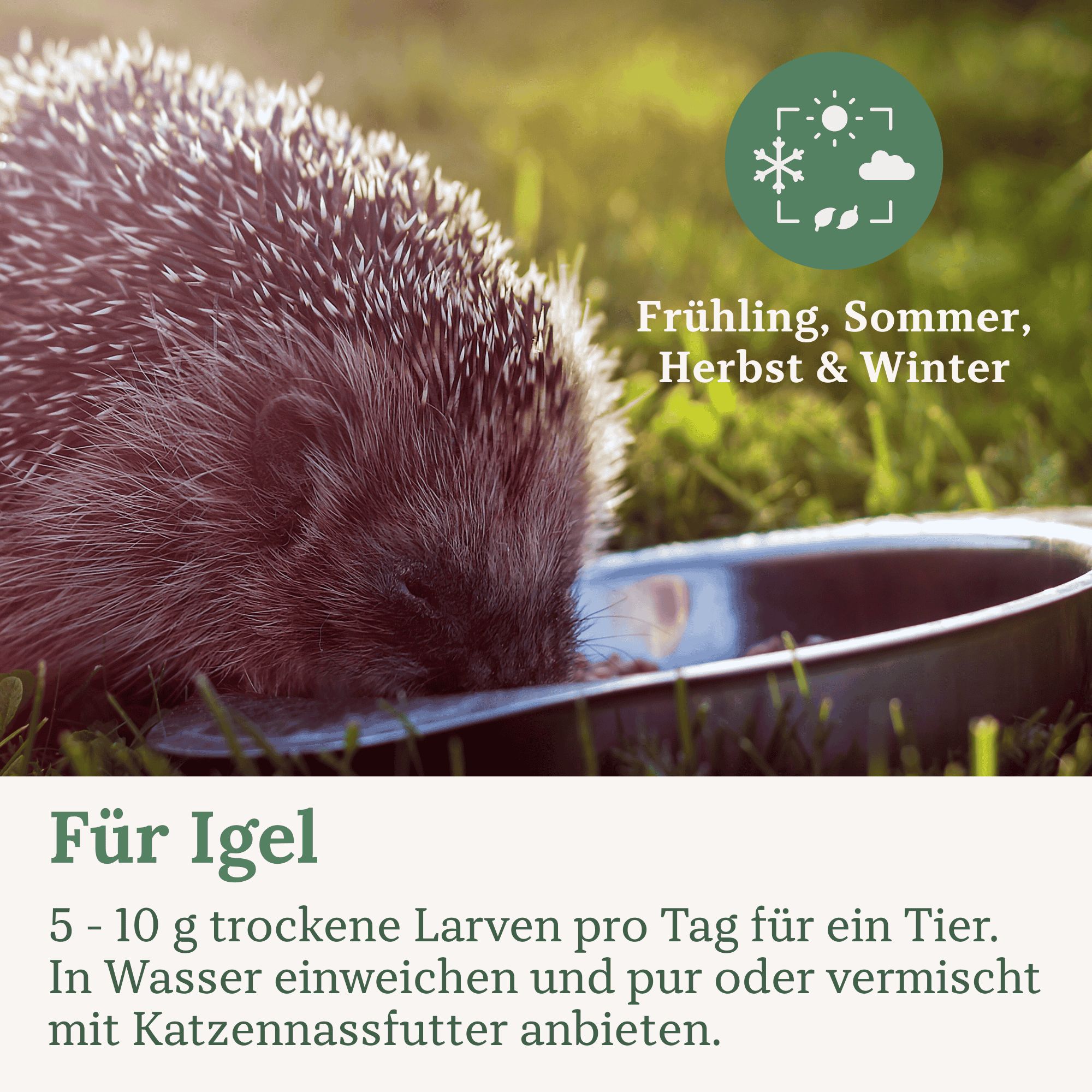 Igel trinkt aus einer Schale. Text: Für Igel. Frühling, Sommer, Herbst & Winter.
