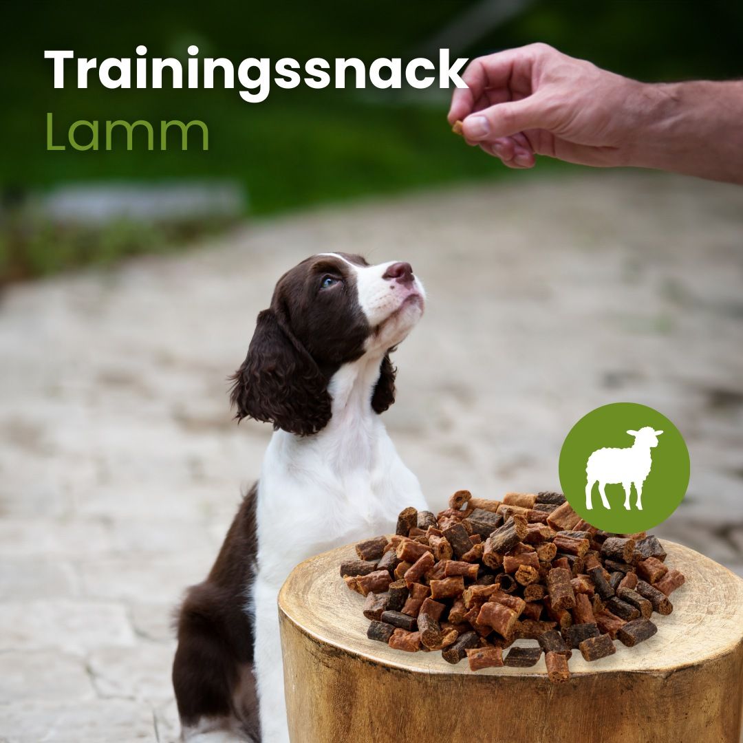 Hund wird mit Lamm-Trainingssnack gefüttert.