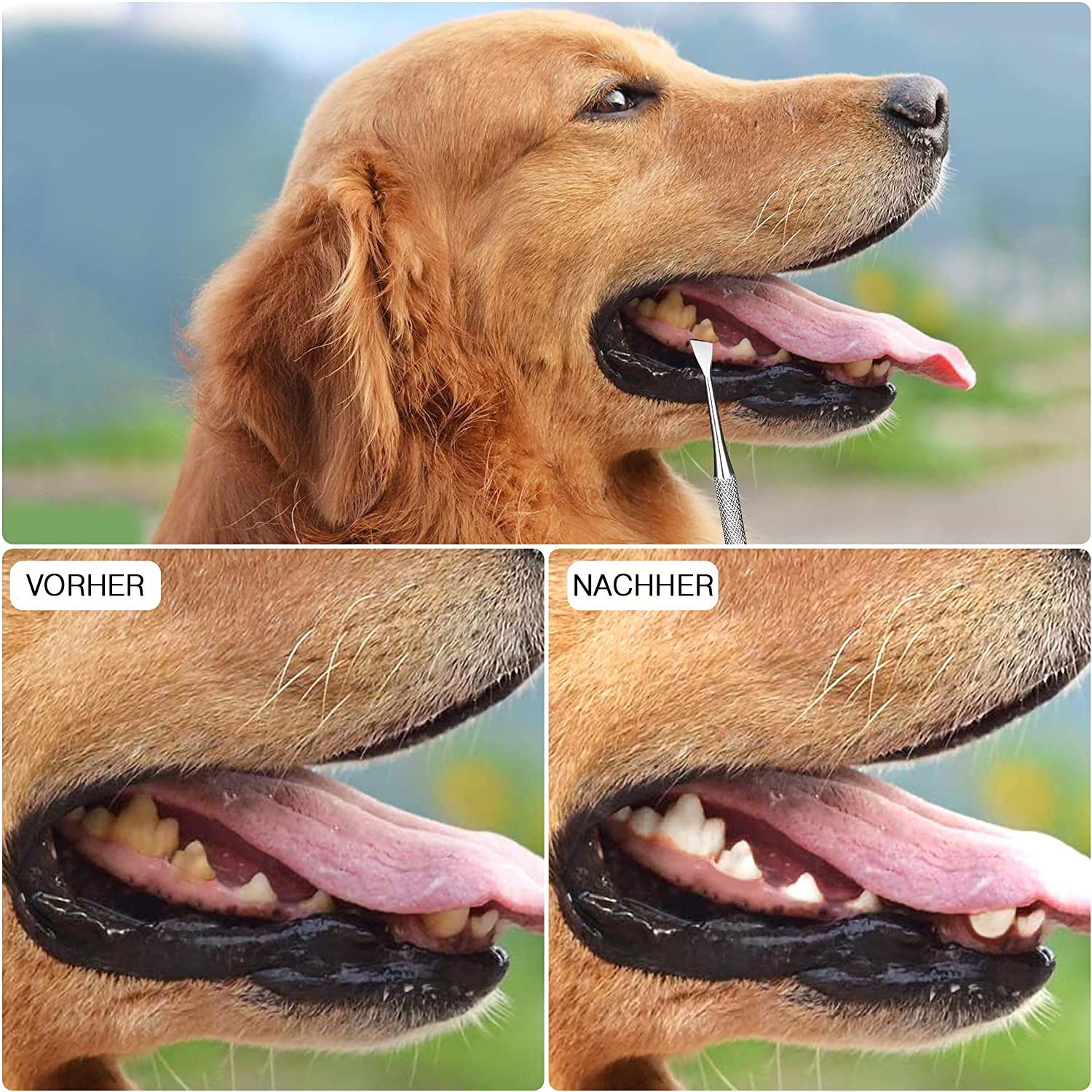 Vorher-Nachher-Vergleich der Zähne eines Hundes. Die Zähne werden mit einem Werkzeug gereinigt. Deutliche Verbesserung.