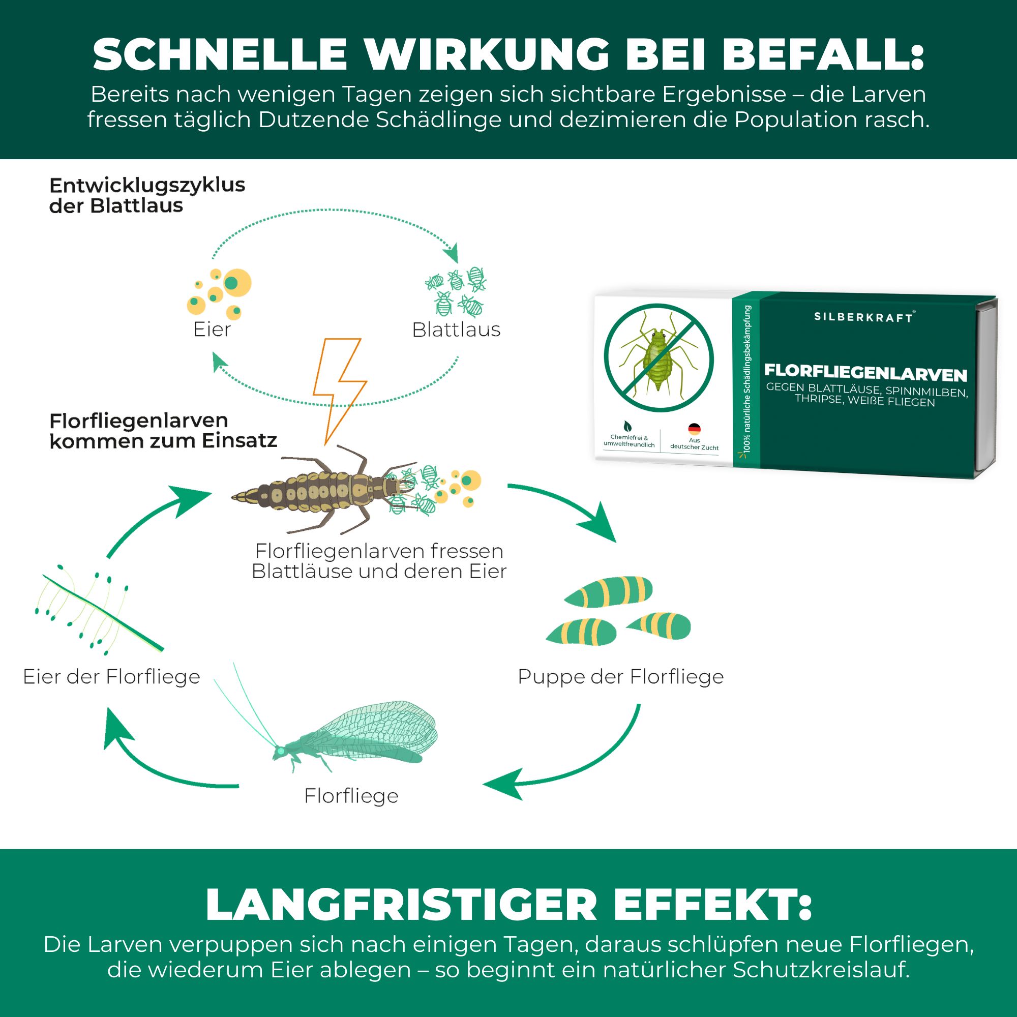 SILBERKRAFT Florfliegenlarven