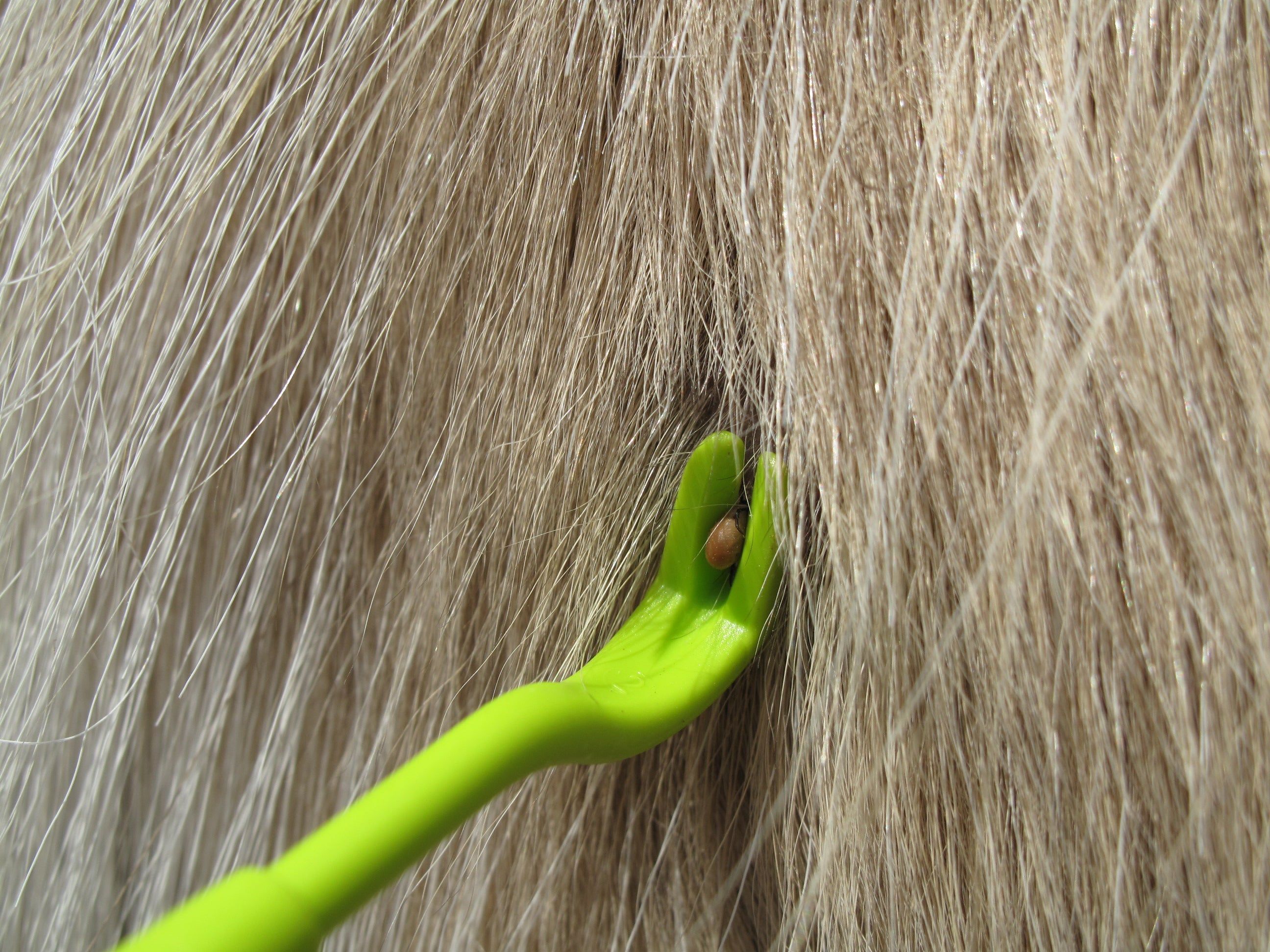 Grünes Werkzeug entfernt Zecke aus dem Fell eines Tieres. Zecke ist am Werkzeug befestigt.