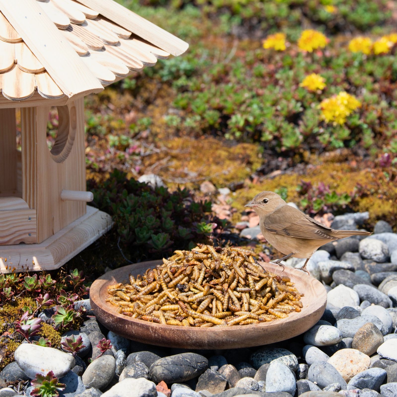 Lyra Pet® Soldatenfliegenlarven