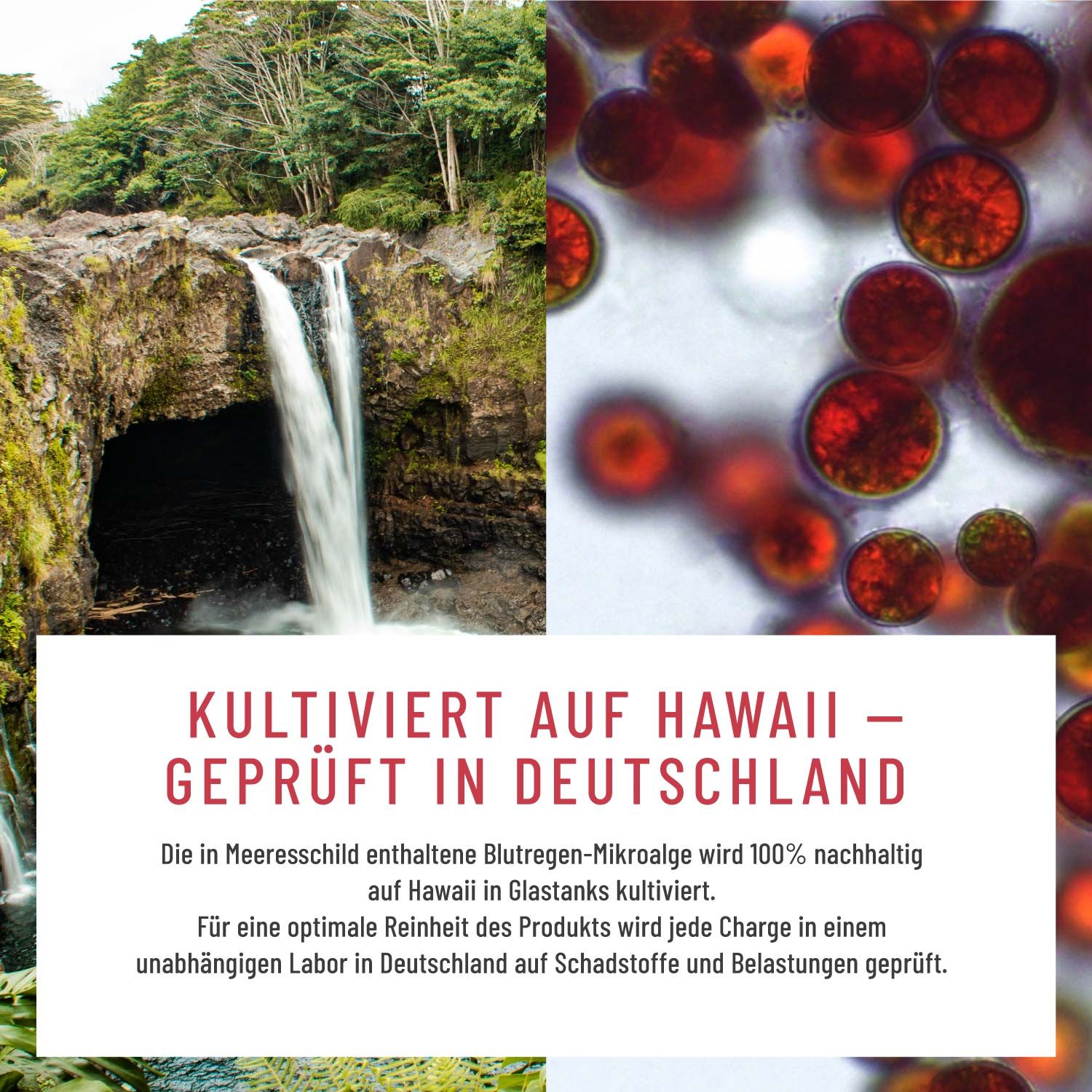 Astaxanthin Tropfen hochdosiert - Meeresschild - NATURTREU®