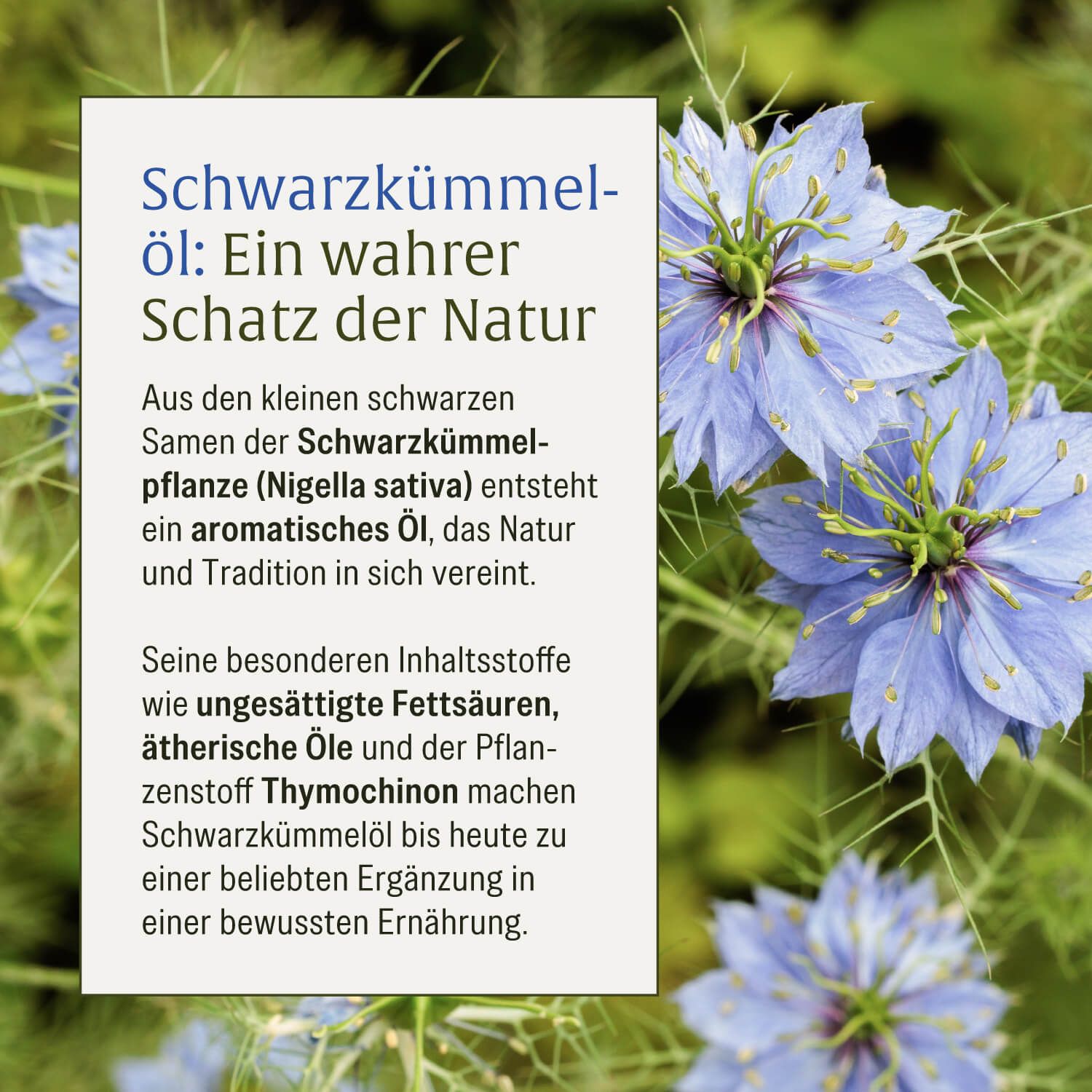 Schwarzkümmelöl: Ein Schatz der Natur. Blaue Blüten und Samen.