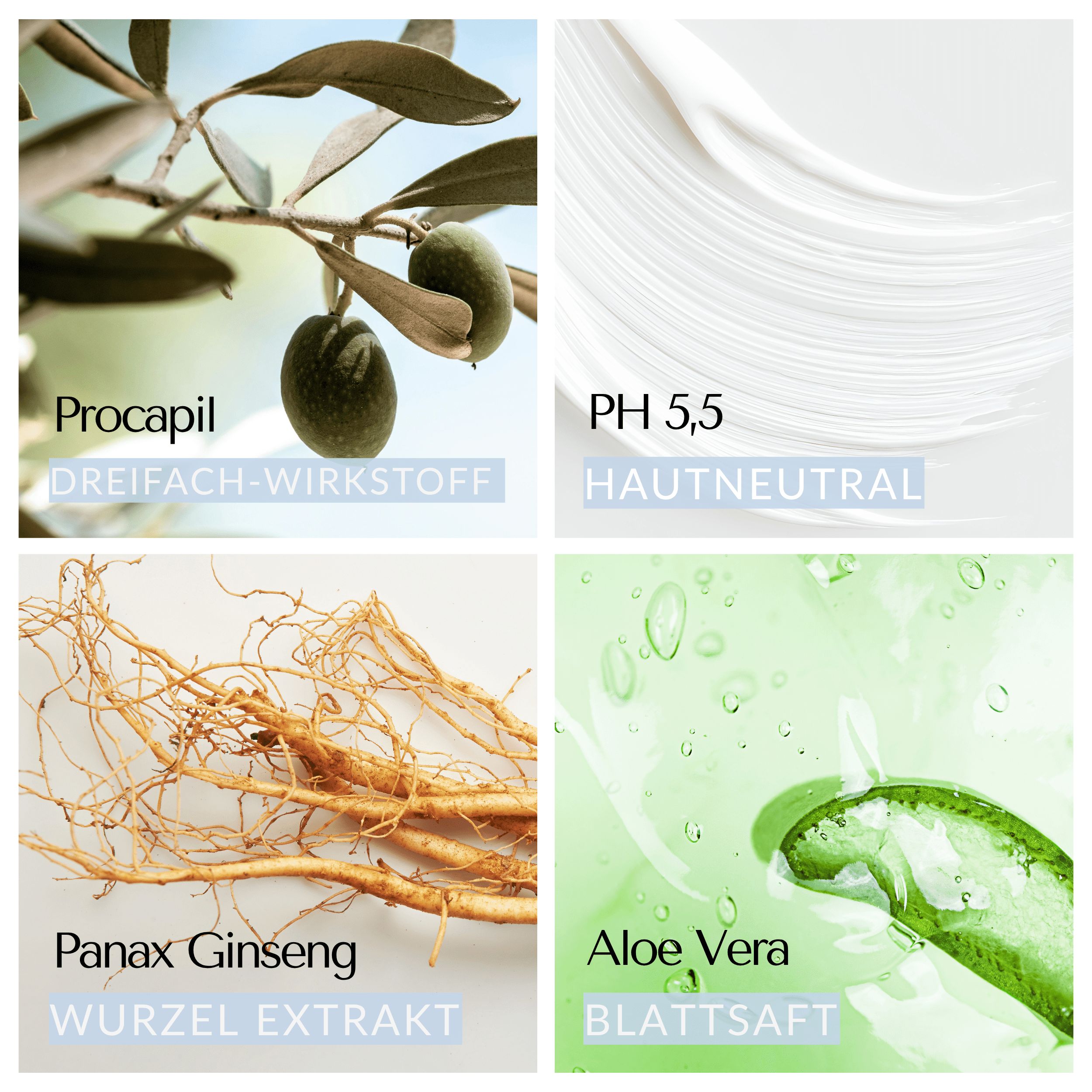 Vier Bilder mit Inhaltsstoffen: Oliven, Creme, Ginseng-Wurzel, Aloe Vera-Blatt.