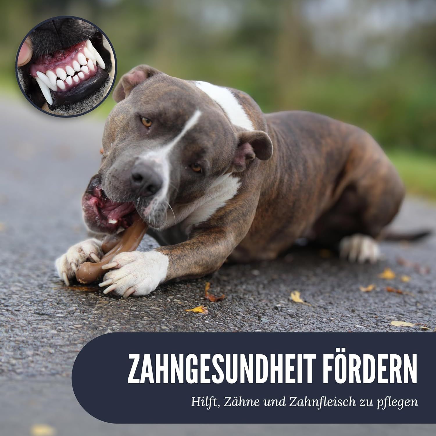Hund kaut auf braunem Kauspielzeug. Text: ZAHNGESUNDHEIT FÖRDERN. Nahaufnahme der Zähne.