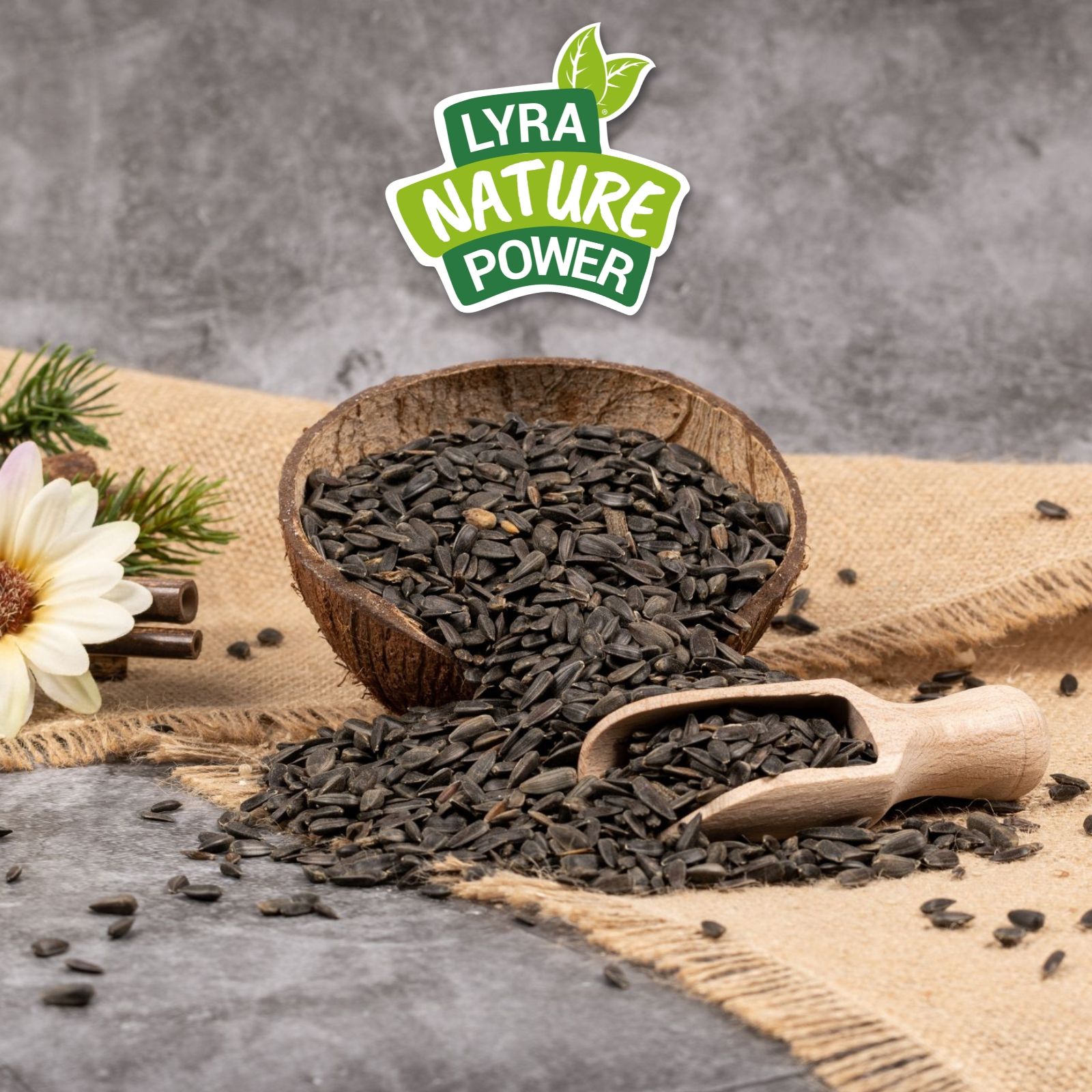 Schwarze Sonnenblumenkerne in einer Kokosnussschale, daneben ein Holzlöffel.