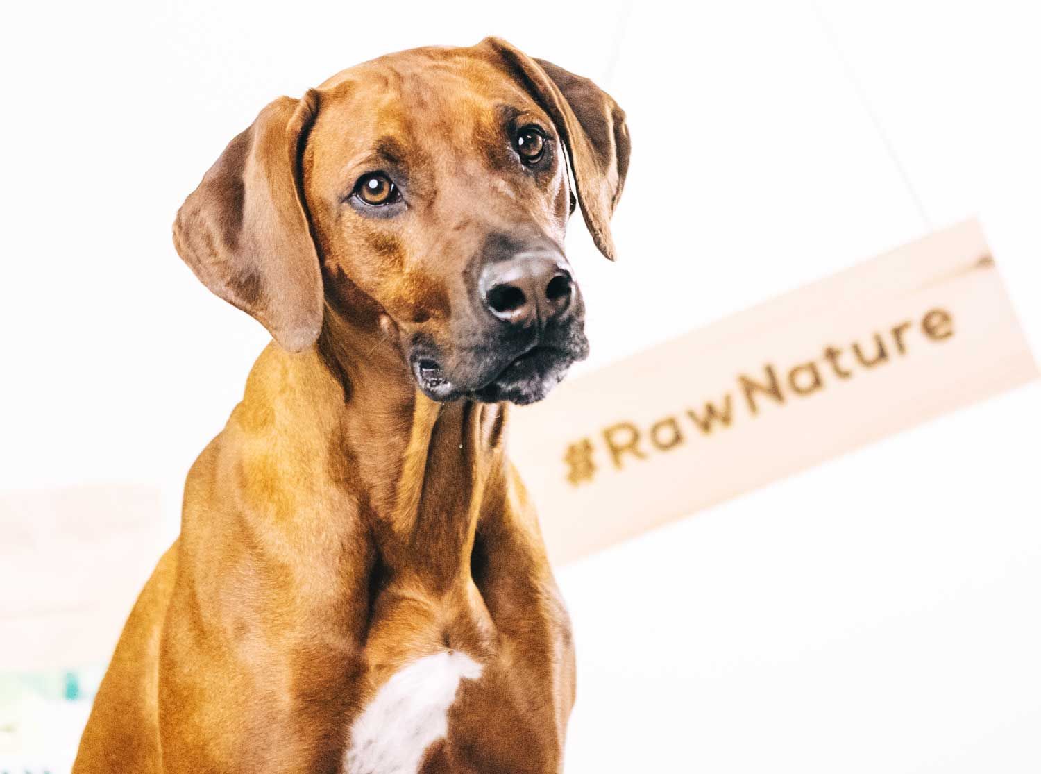 RAW Nature Hundesnack, Pferd Hunde-Zigarren, Dörrfleisch Kausnack