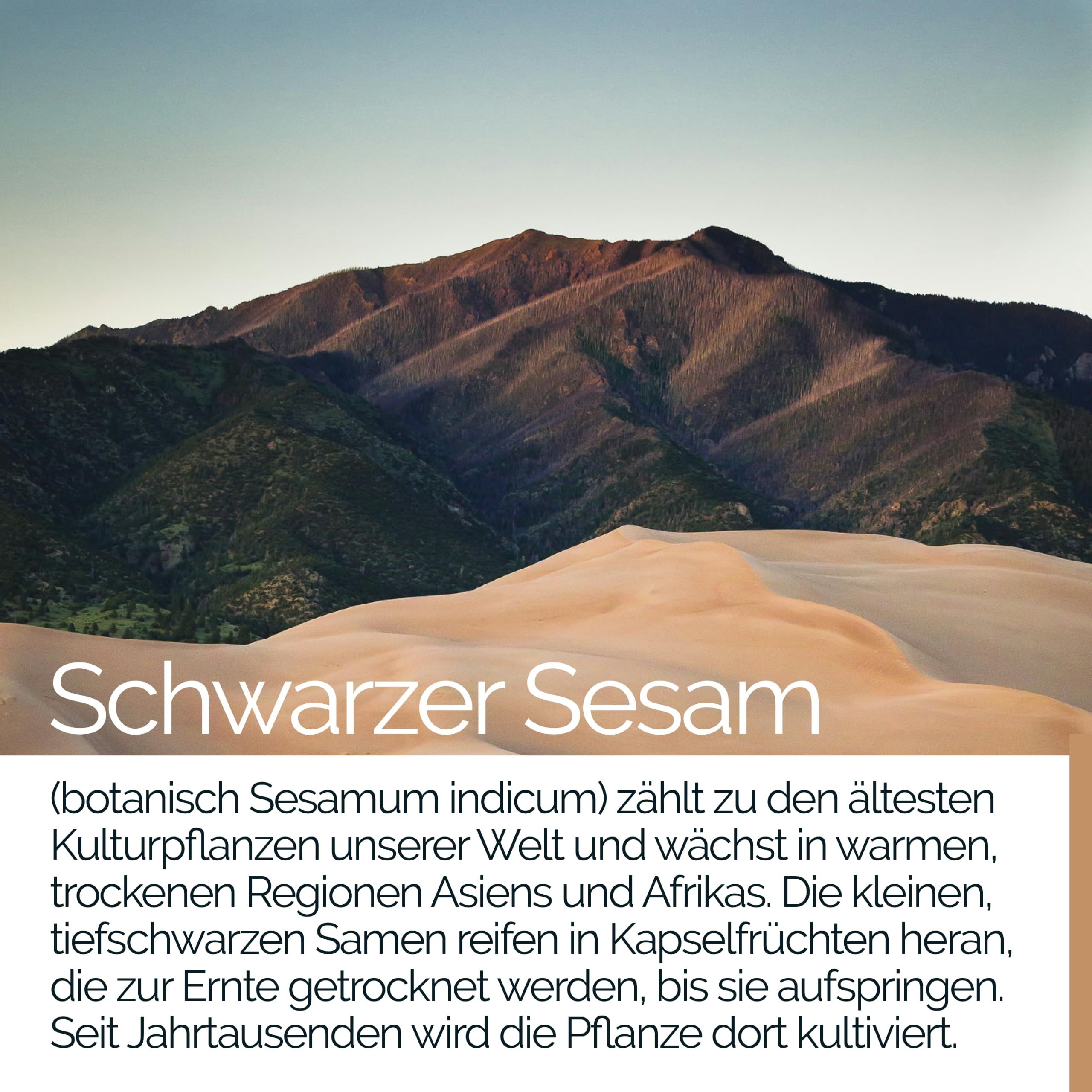 TAVI® Schwarzer Sesam Extrakt Kapseln (Sesamum indicum)