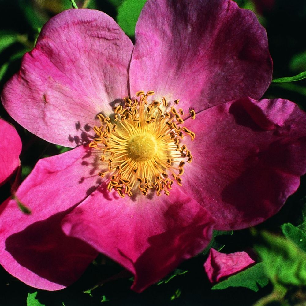 PHI Essences - Zimtrosen-Essenz