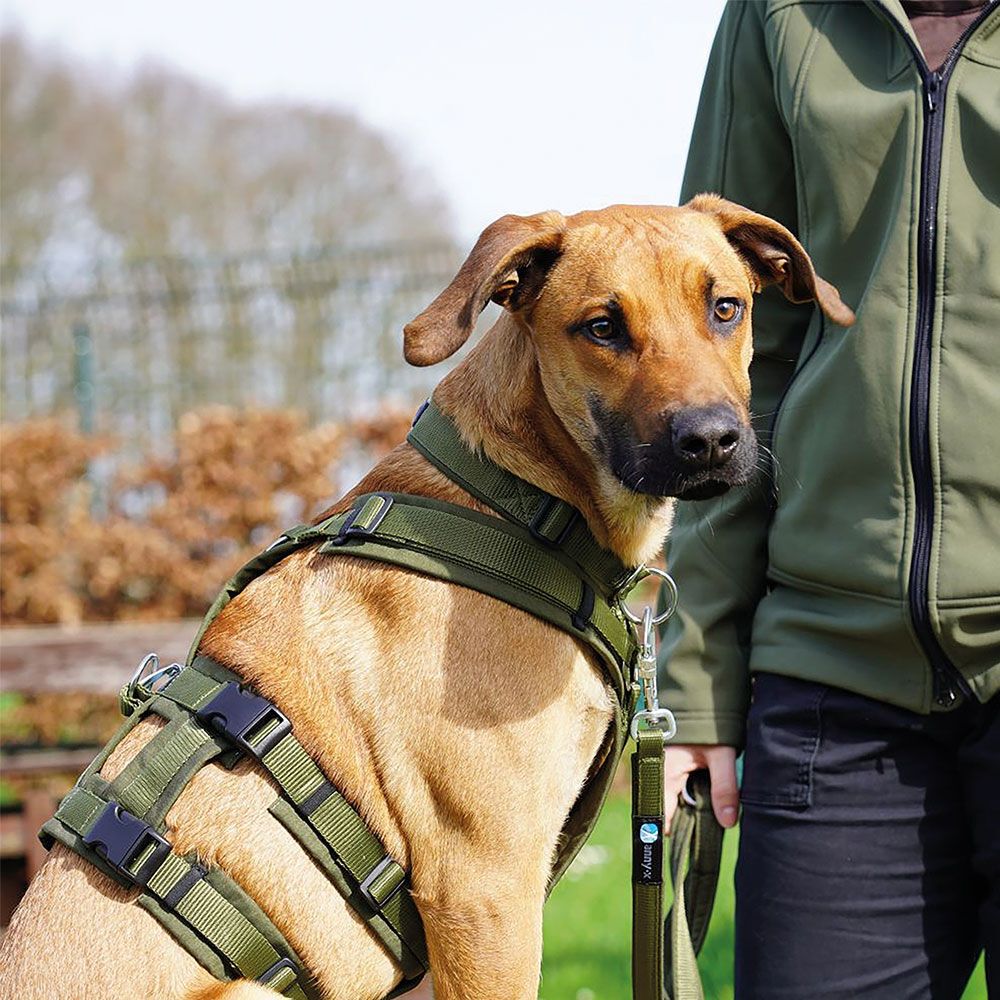 Hundegeschirr - Sicherheits-Variante des Brustgeschirrs Fun