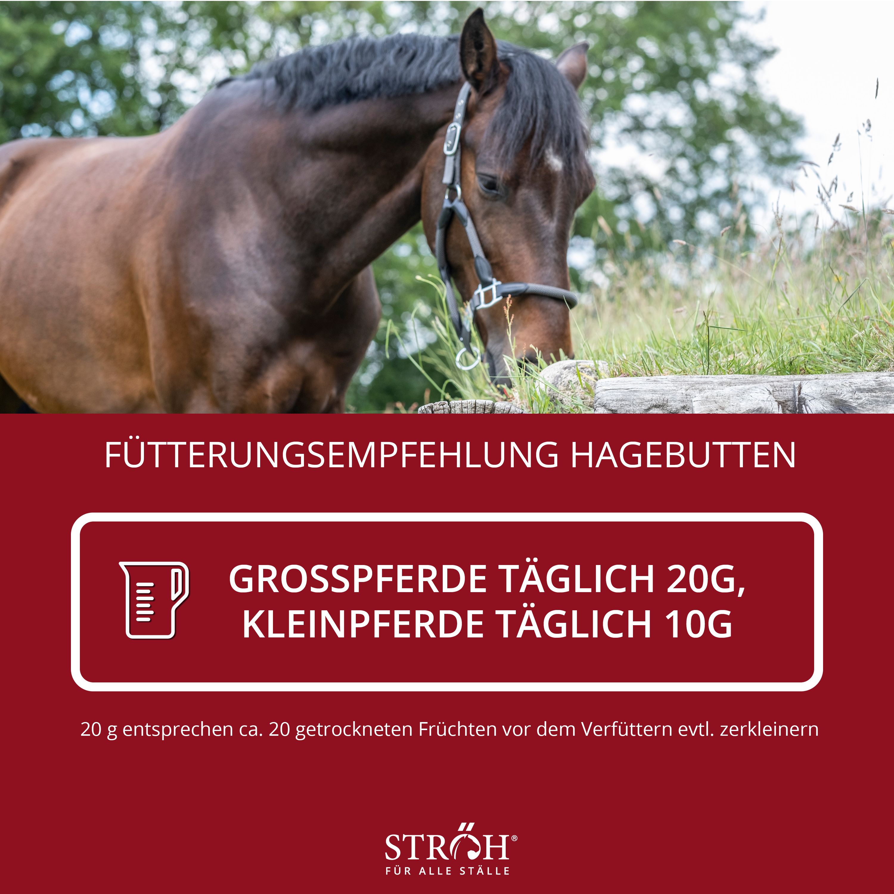 Text: Fütterungsempfehlung Hagebutten. Großpferde täglich 20g, Kleinpferde täglich 10g. Text über die Verfütterung.