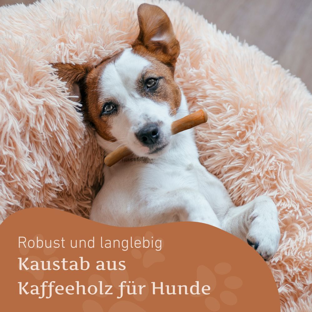 Hund liegt auf weichem Kissen, hält Kaustab. Text: Robuster Kaustab aus Kaffeeholz für Hunde.