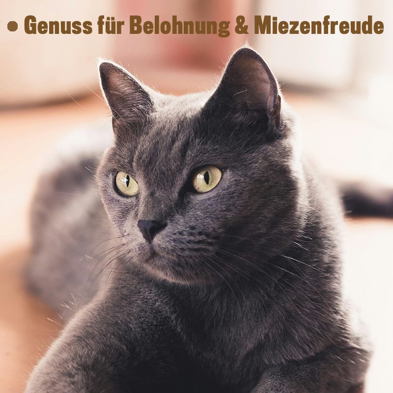 ALPHAZOO Verlachst Nochmal