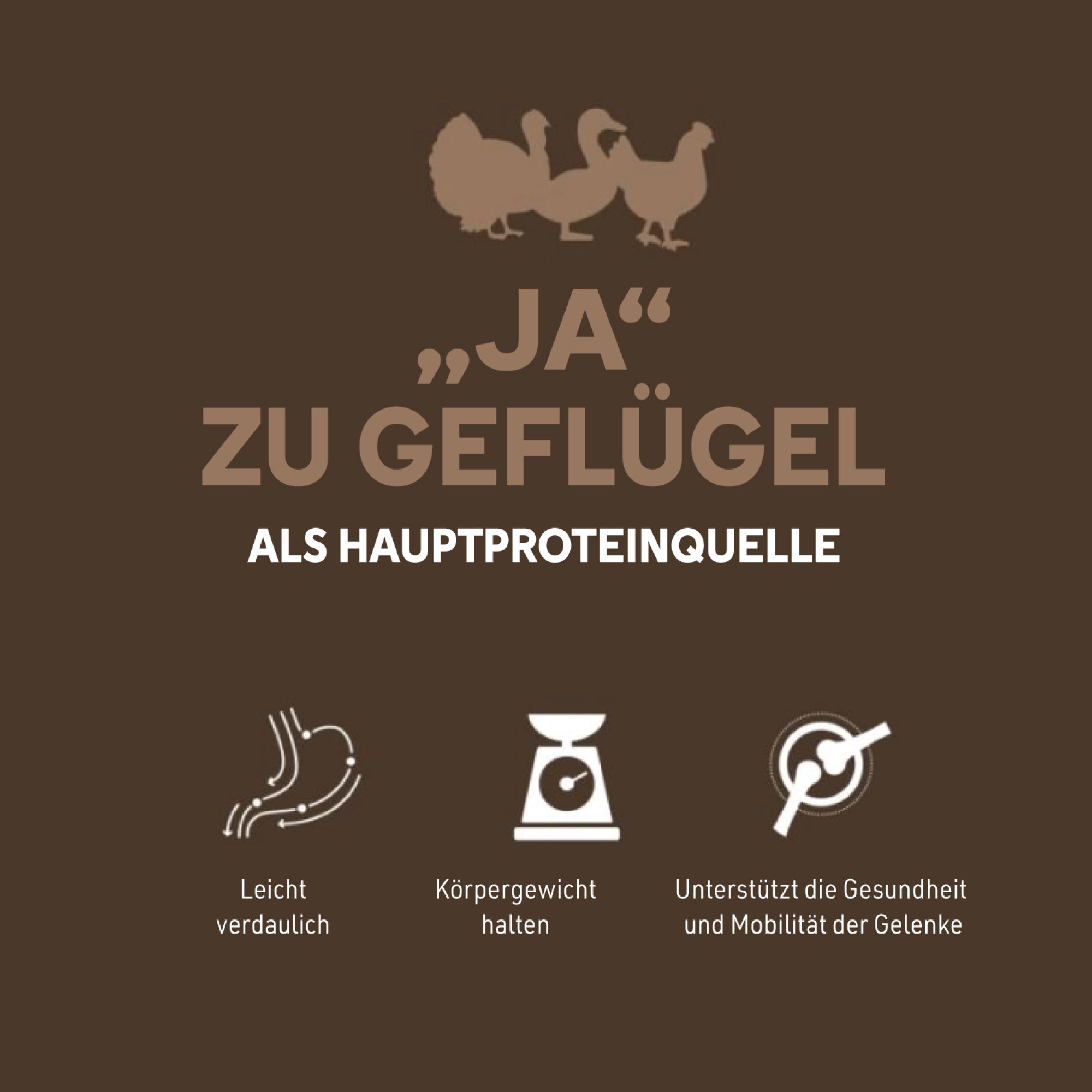 Brauner Hintergrund mit Text: Ja zu Geflügel als Hauptproteinquelle. Icons: leicht verdaulich, Körpergewicht halten, Gelenke unterstützen.