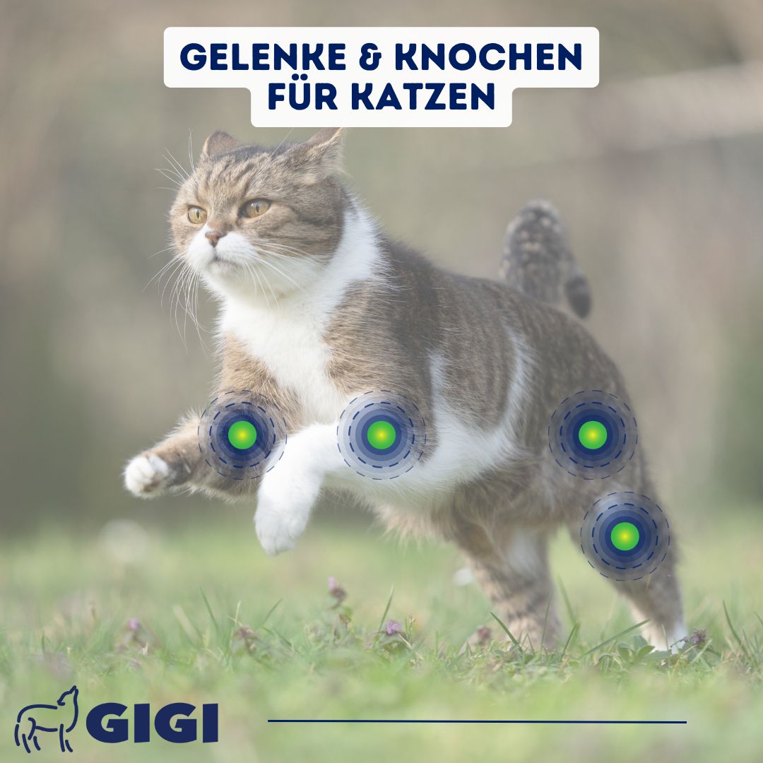 GIGI VET Katzen Gelenke & Knochen