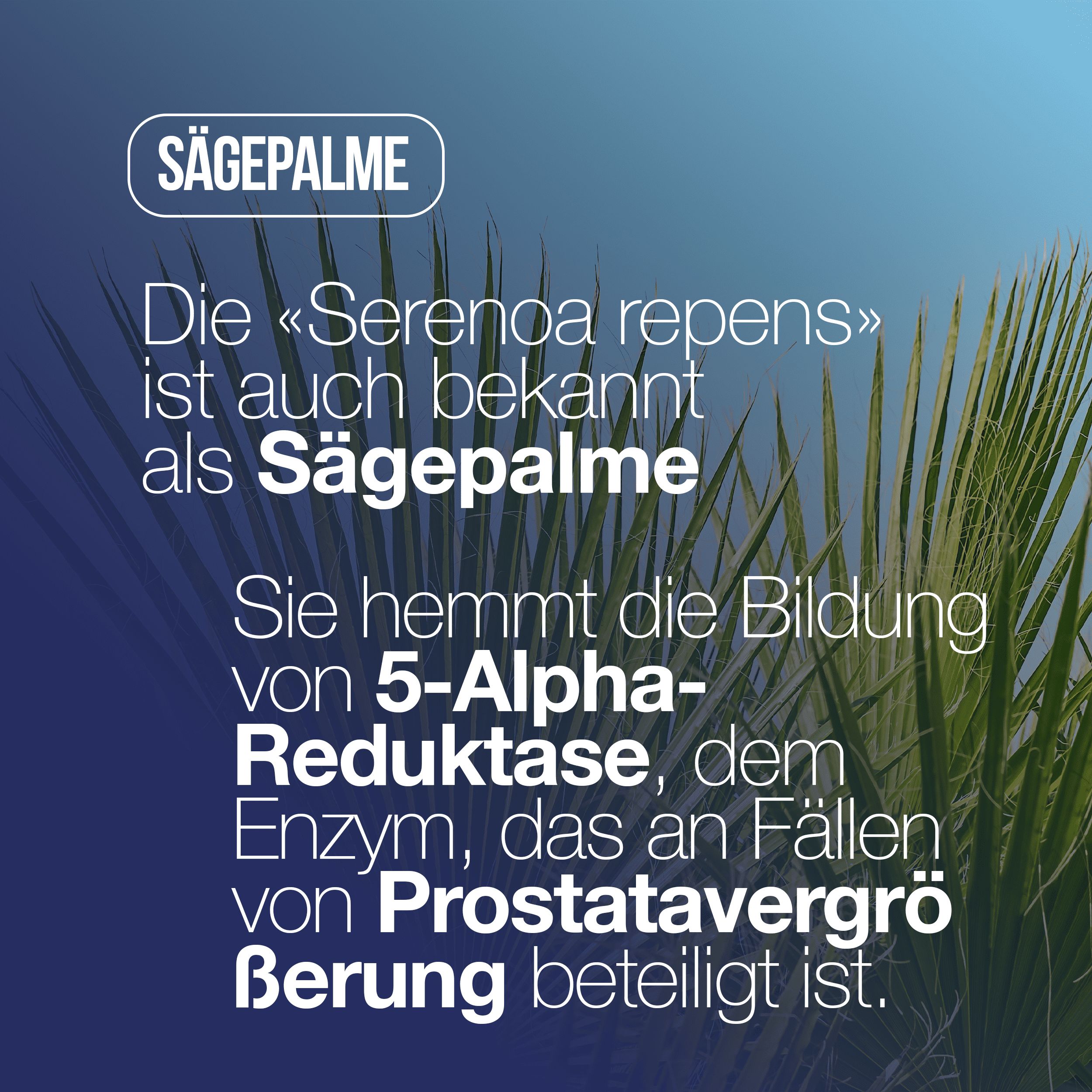 Text auf blauem Hintergrund: Sägepalme. Informationen über Serenoa repens und seine Wirkung auf die Prostata.