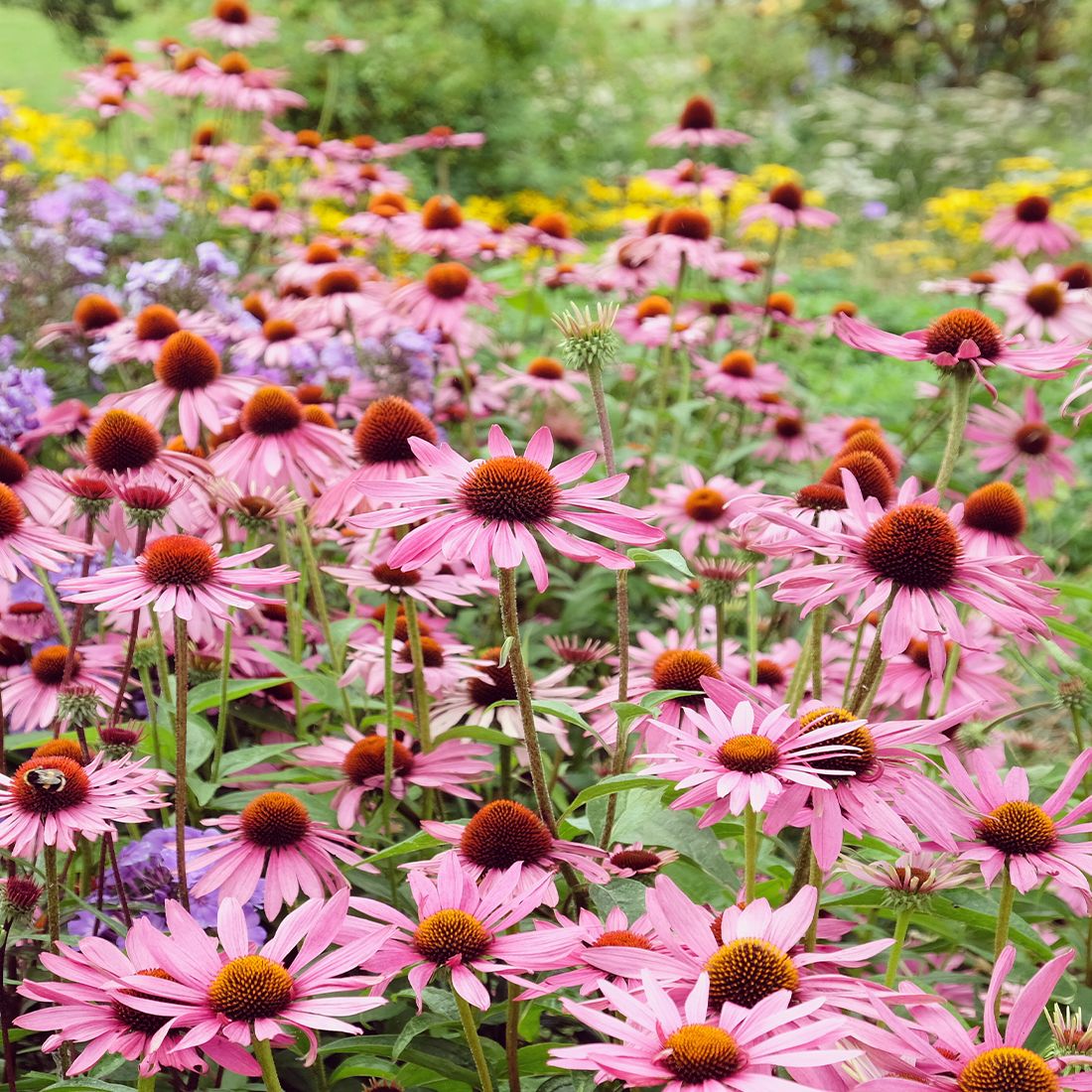 Sekoya Swiss - Echinacea +