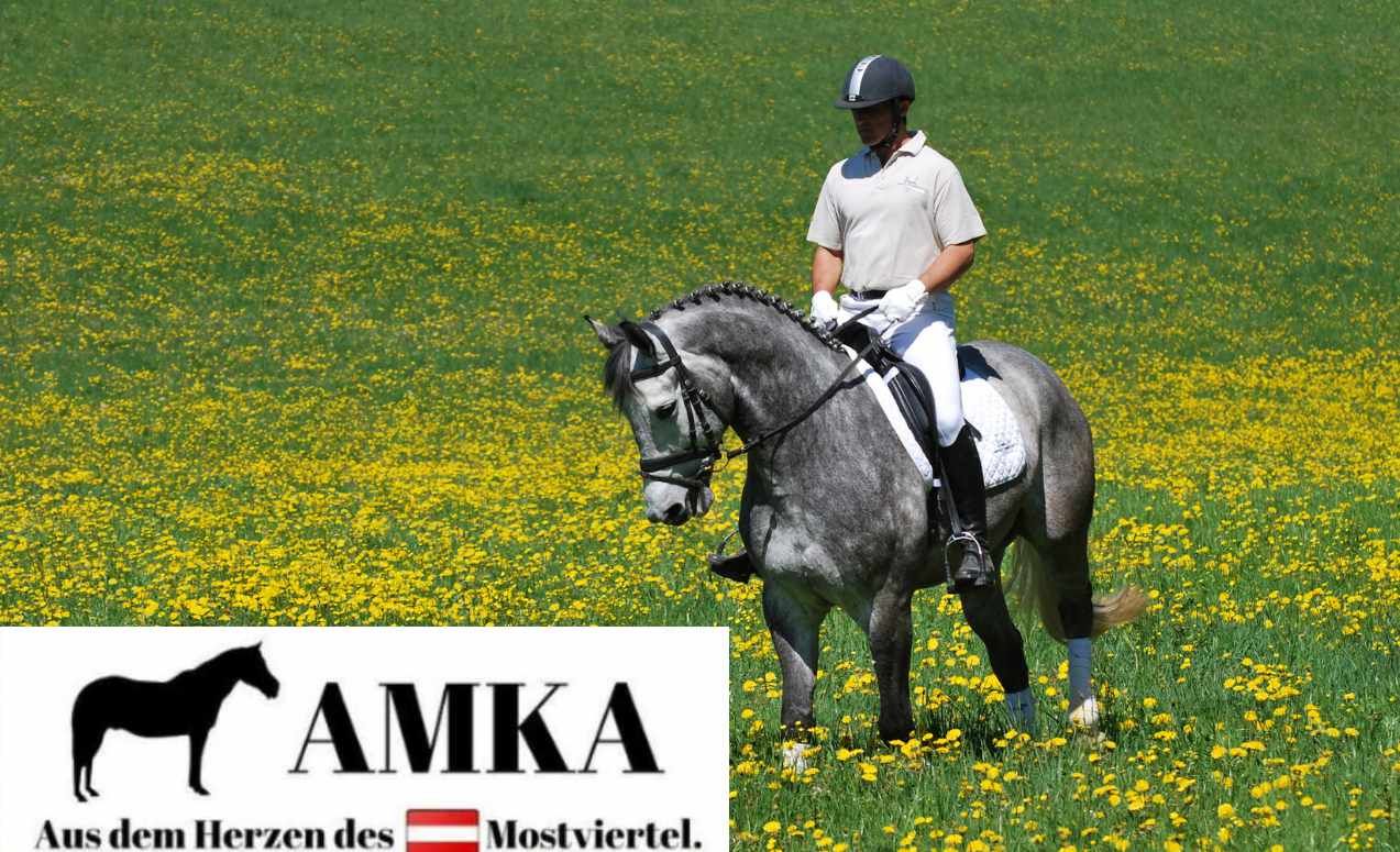 AMKA Leder Steigbügelriemen mit Glitzersteinchen, schwarz 130 oder 150 cm