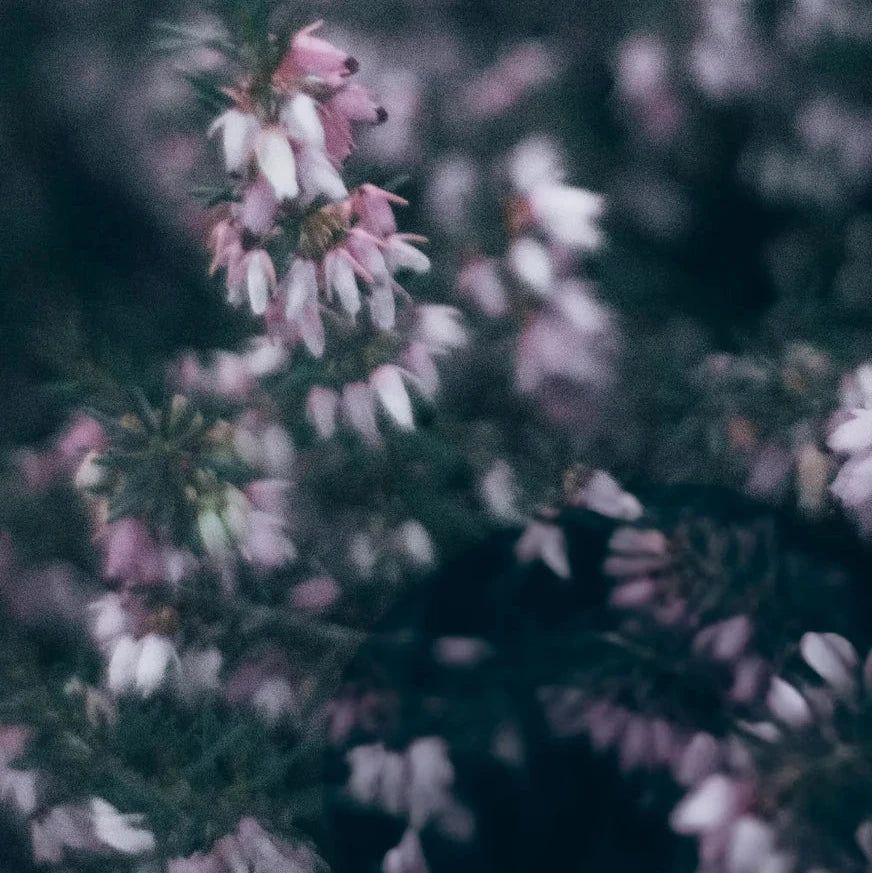 Zero Skin Sojawachskerze "Heather Whisper", entspannend und harmonisierend für Wohlfühlmomente