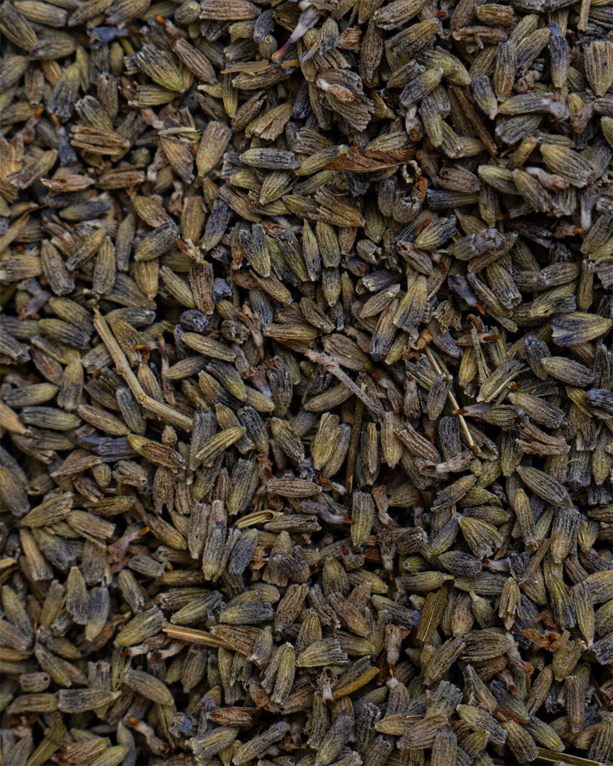 Nahaufnahme von getrockneten Lavendelblüten. Die Blüten sind klein und von bräunlicher Farbe.