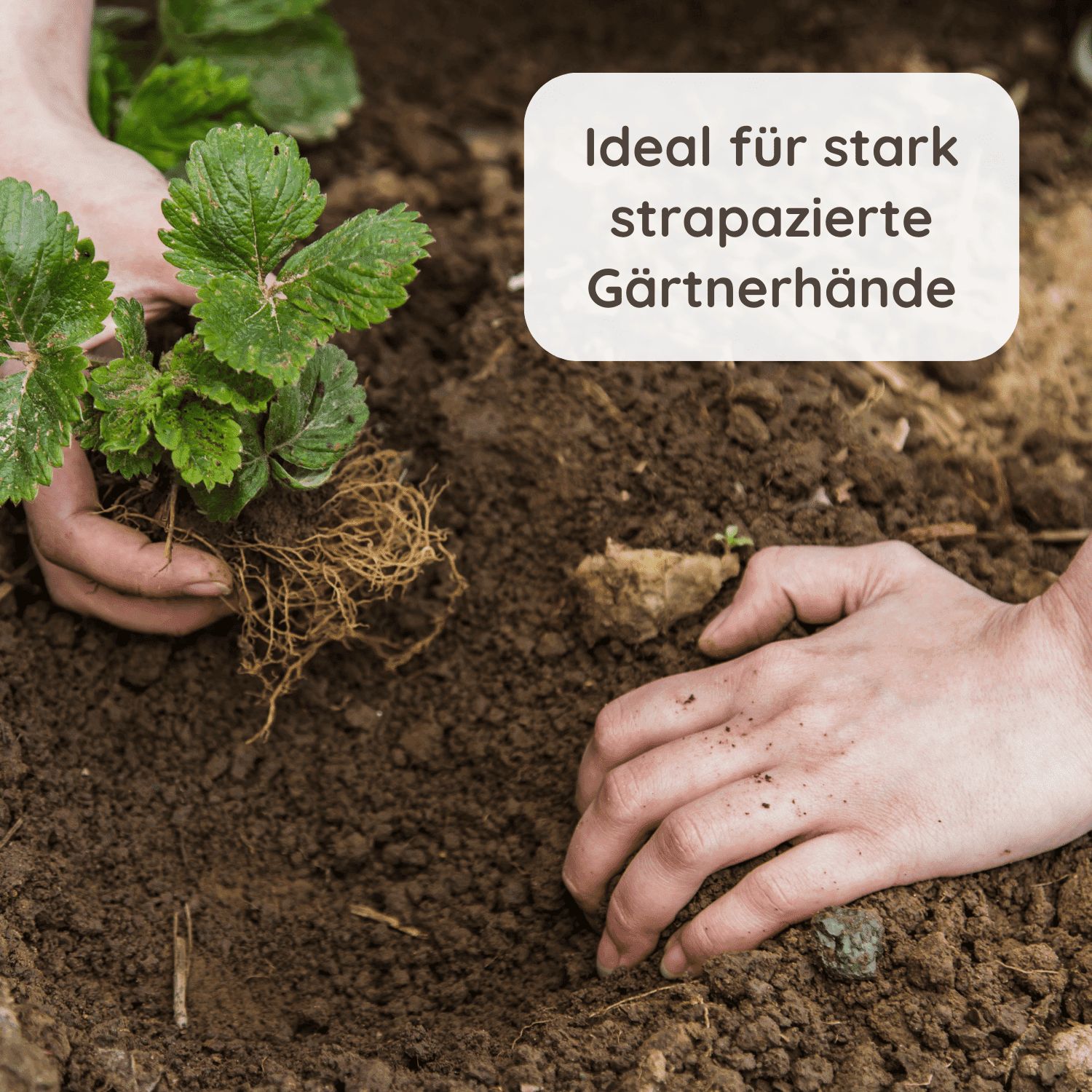 Schlosskräuter Gartensalbe Handcreme