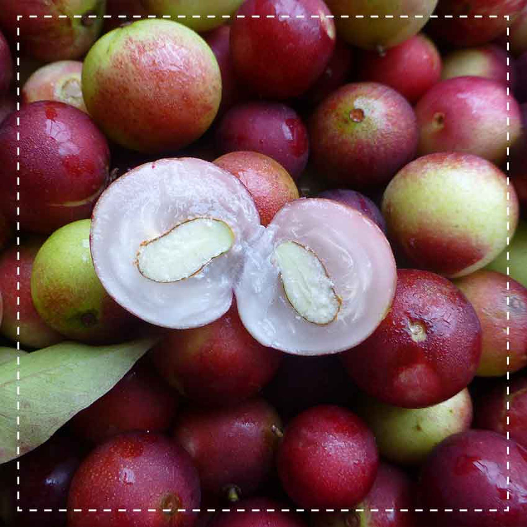 Biotiva Camu Camu Pulver Bio