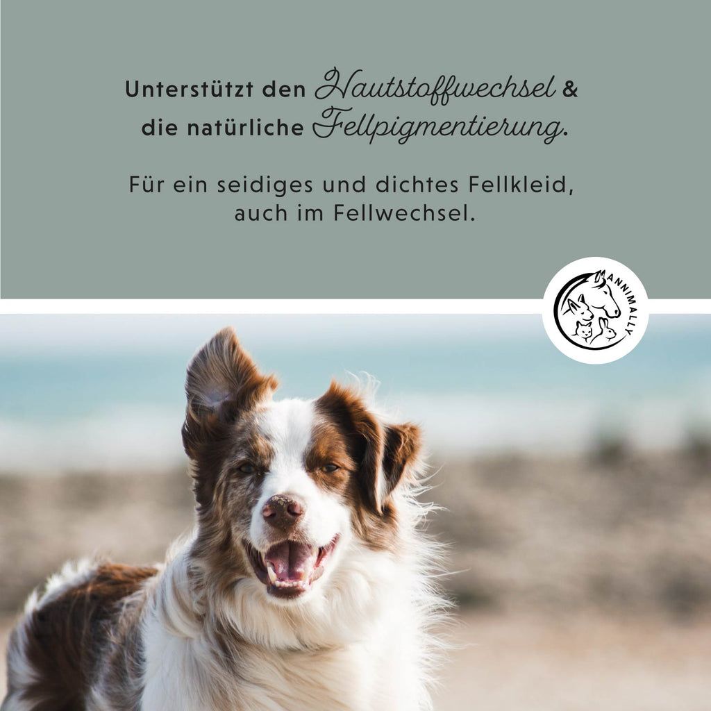 Grafik mit Hund und Text. Text: Unterstützt den Hautstoffwechsel & die natürliche Fellpigmentierung. Für ein seidiges und dichtes Fellkleid, auch im Fellwechsel.