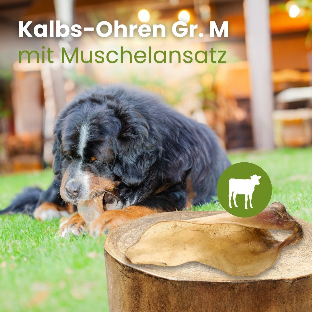 Ein Berner Sennenhund kaut auf einem getrockneten Kalbs-Ohr auf einem Holzstamm.