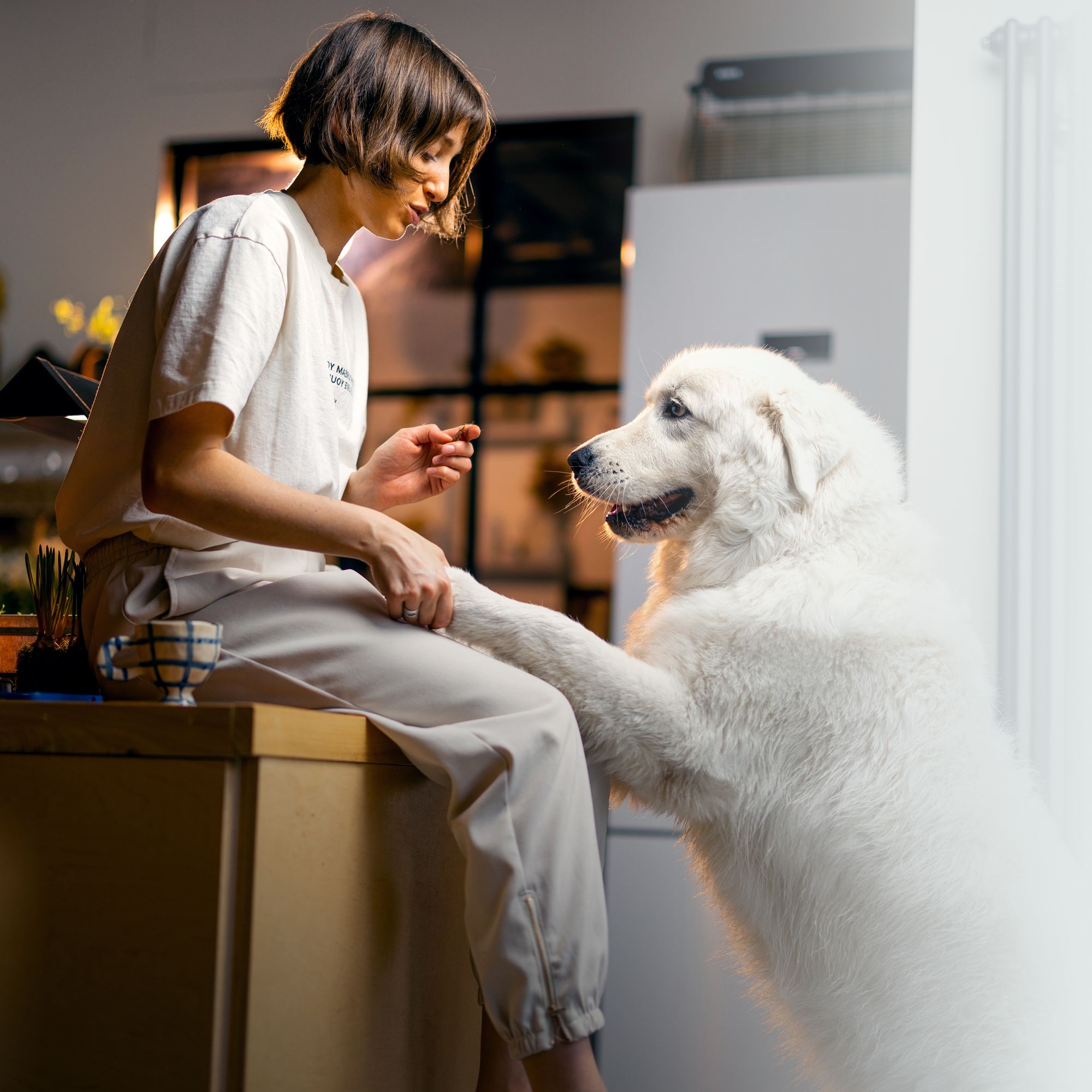 CANNABY Premuim CBD Öl 15% für Hunde Breitspektrum