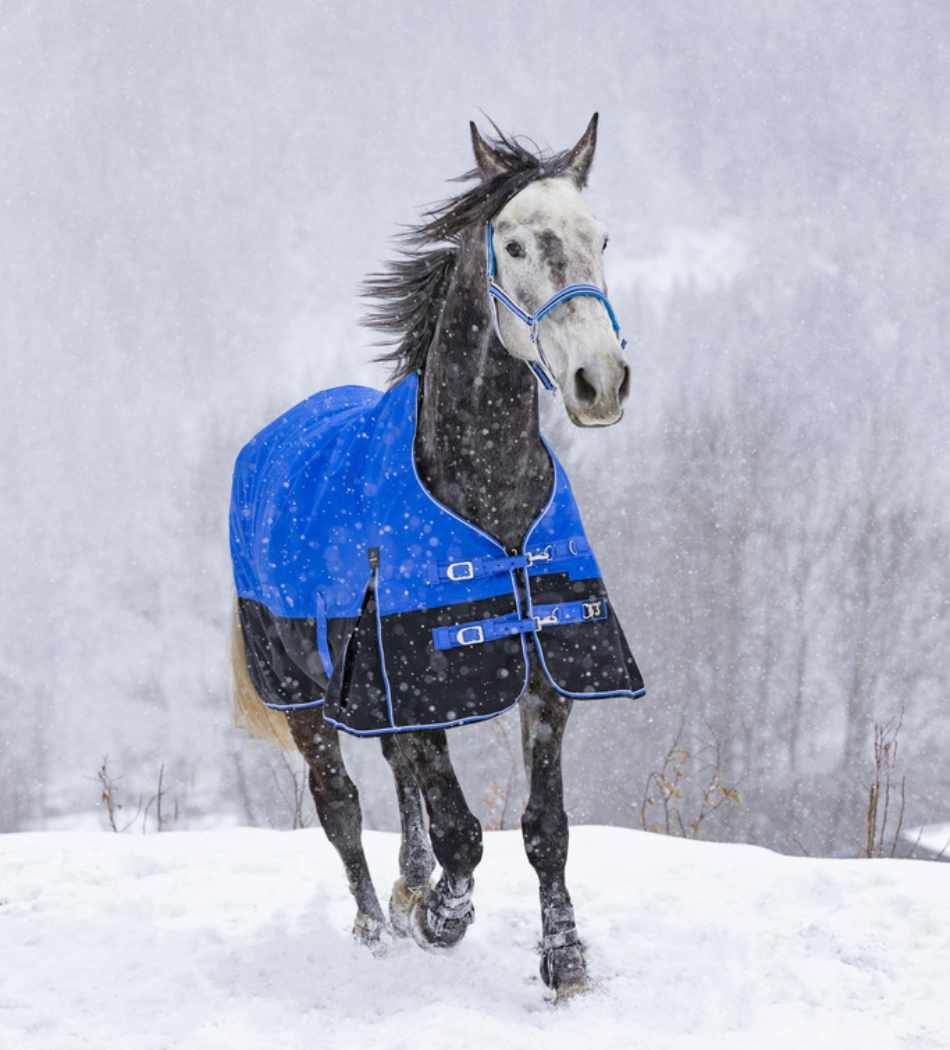 Pferd mit blauer und schwarzer Outdoordecke im Schnee. Die Decke hat Schnallen und Gurte.