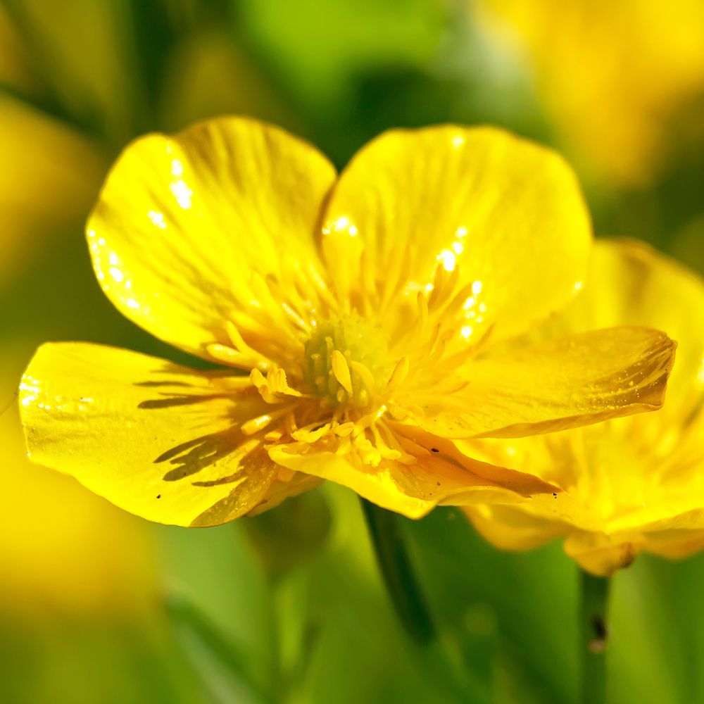 Nahaufnahme einer gelben Hahnenfußblüte mit fünf Blütenblättern. Sonnenlicht und Schatten.