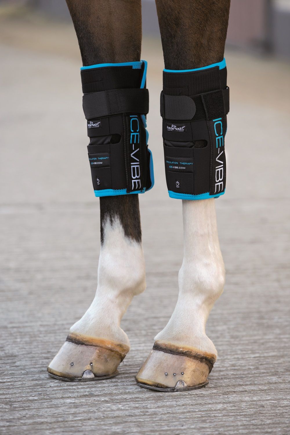Schwarze Bandagen mit blauem Rand und ICE-VIBE-Schriftzug an Pferdebeinen. Klettverschlüsse und Schnallen. Aufschrift ICE-VIBE.