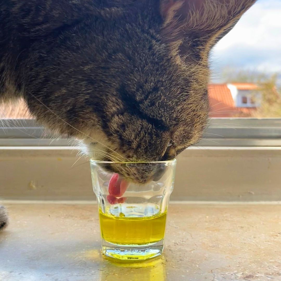The Better Cat Better Fur Öl zur Fellpflege für Katzen