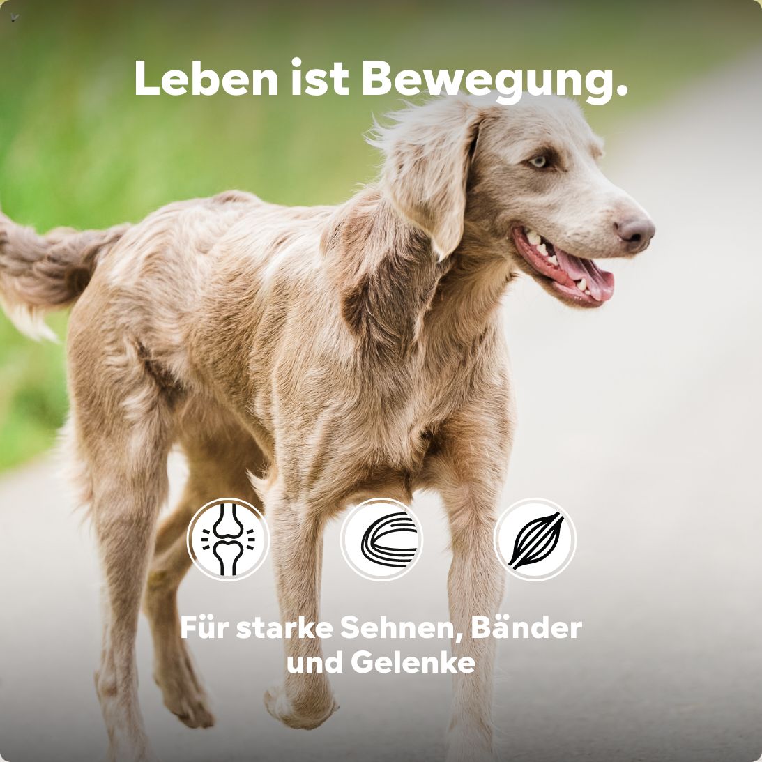 Gelenktabletten Senior HGMforte speziell für alten Hund von Tierarzt Dr. Knoop