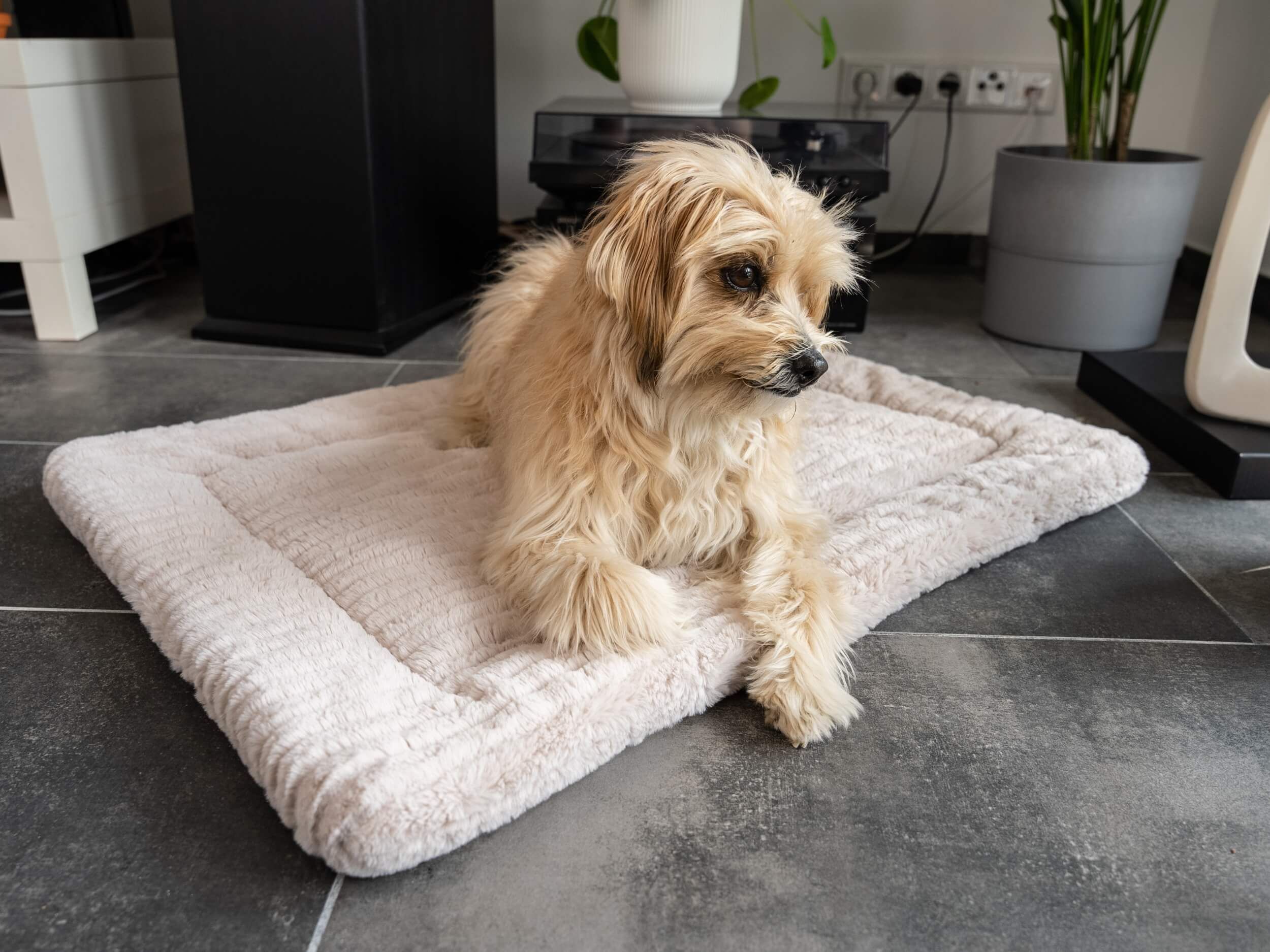 Kleiner Hund liegt auf einer beigen, gefütterten Liegedecke. Helles Fell.