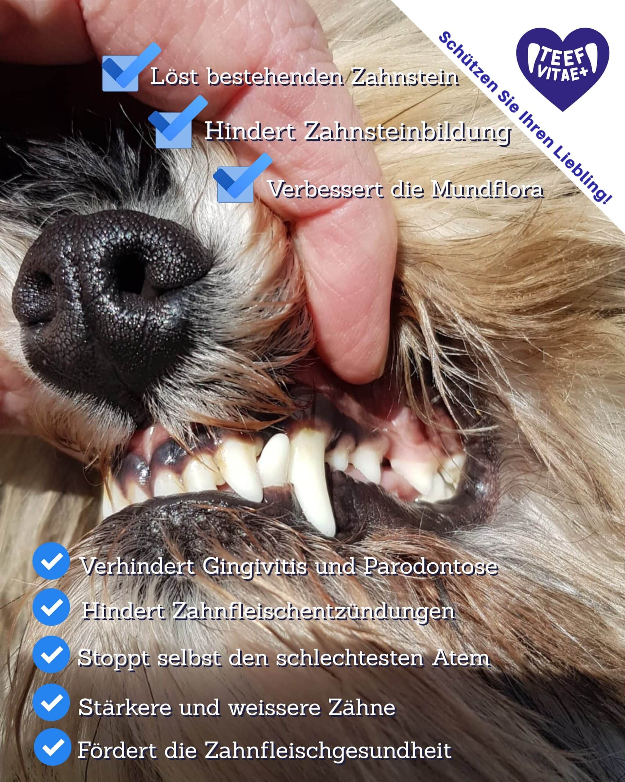 Tierhygiene24