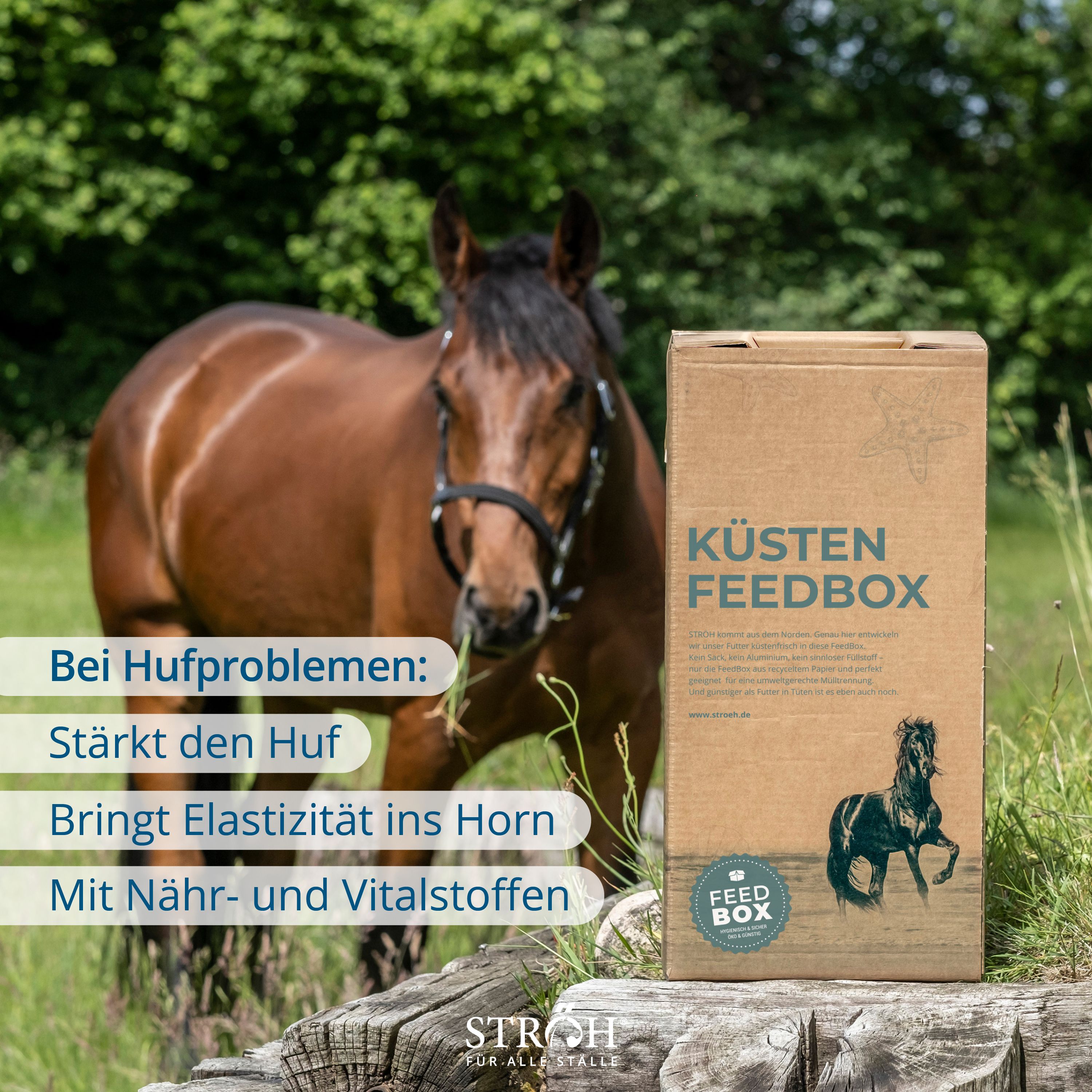 Pferd mit "Küsten Feedbox" im Hintergrund. Text: "Bei Hufproblemen: Stärkt den Huf..." und Aufzählungspunkte. Blauer Hintergrund.