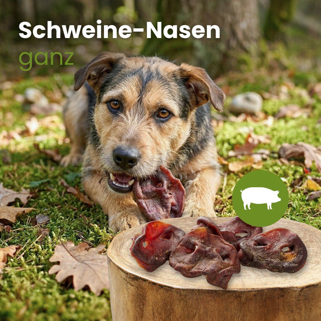 Vier getrocknete Schweinenasen als Hundekauartikel, mit Pfeilen zu 'Hoher Proteingehalt', '100% Schwein', 'Intensiver Geschmack', 'Schonend getrocknet'.
