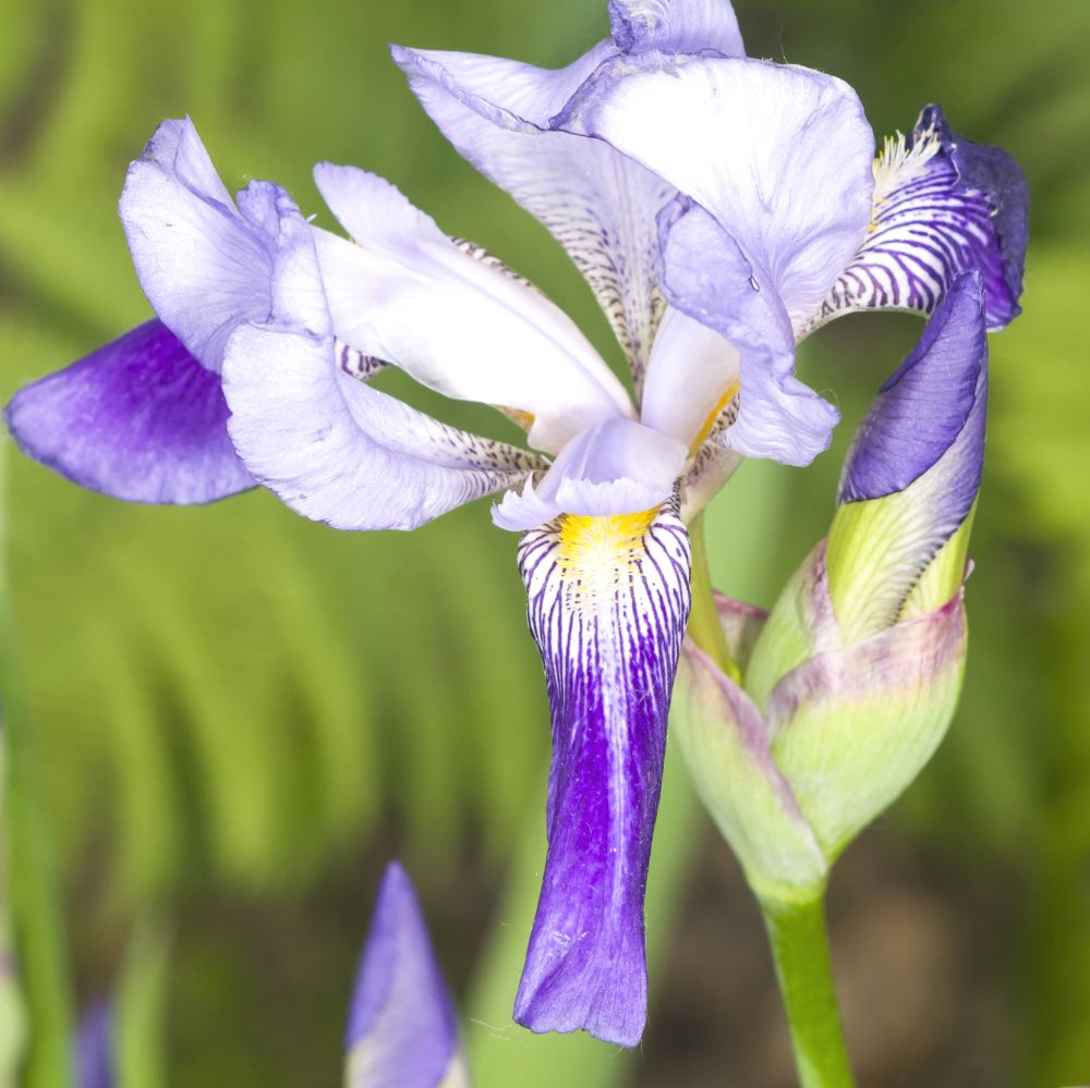 Nahaufnahme einer Iris-Blüte mit violetten und weißen Blütenblättern. Knospe und grüne Blätter im Hintergrund.