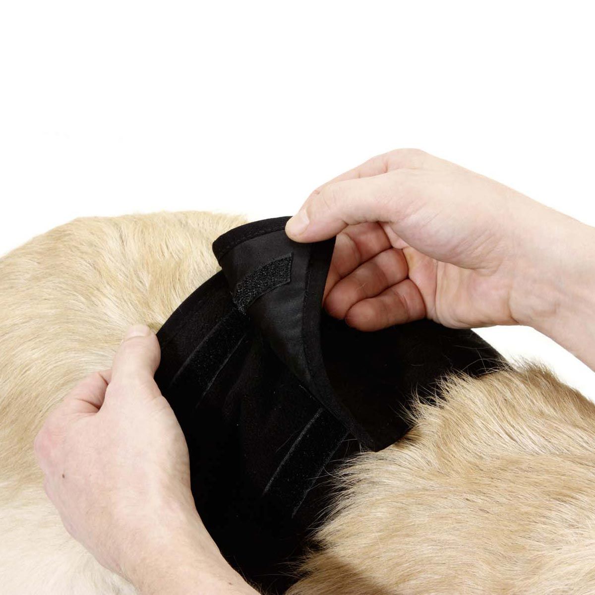 Karlie - Gentleman Wraps - Schutzhose für Rüden