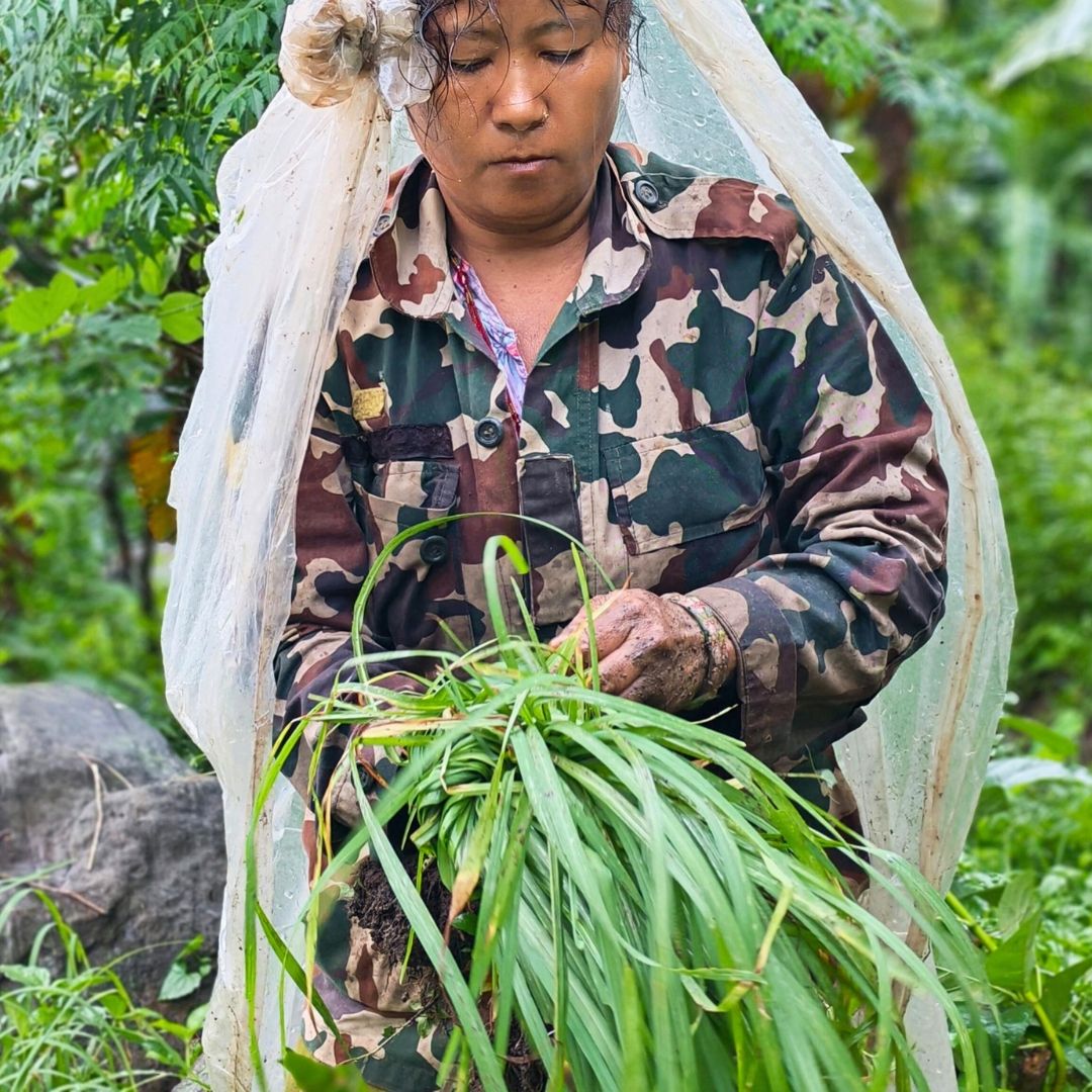 Eine Person hält ein Bündel Zitronengras. Sie trägt eine Tarnjacke und eine Plastikhaube.