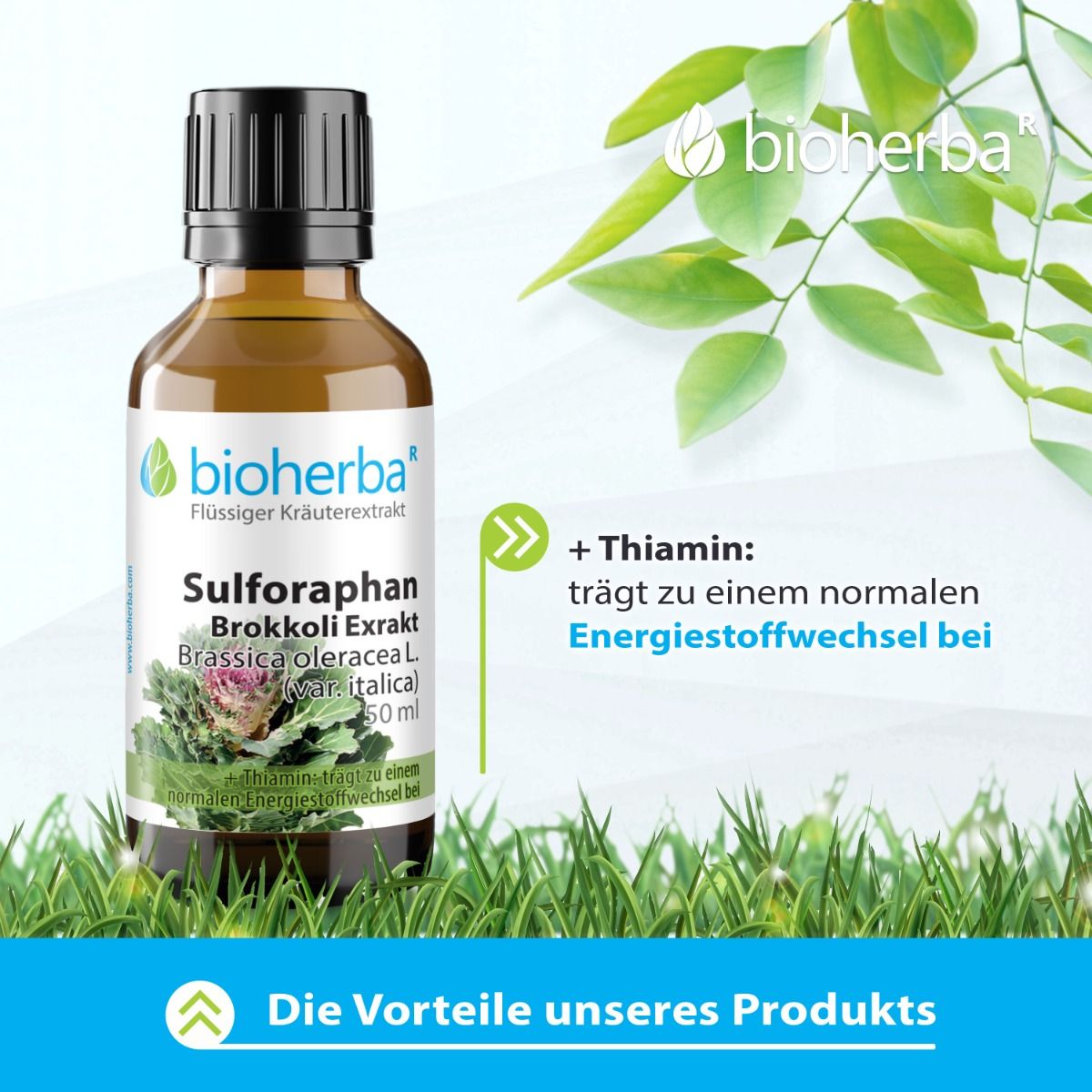 Sulforaphan Brokkoli Exrakt Tropfen Tinktur 50 ml PZN 18217869