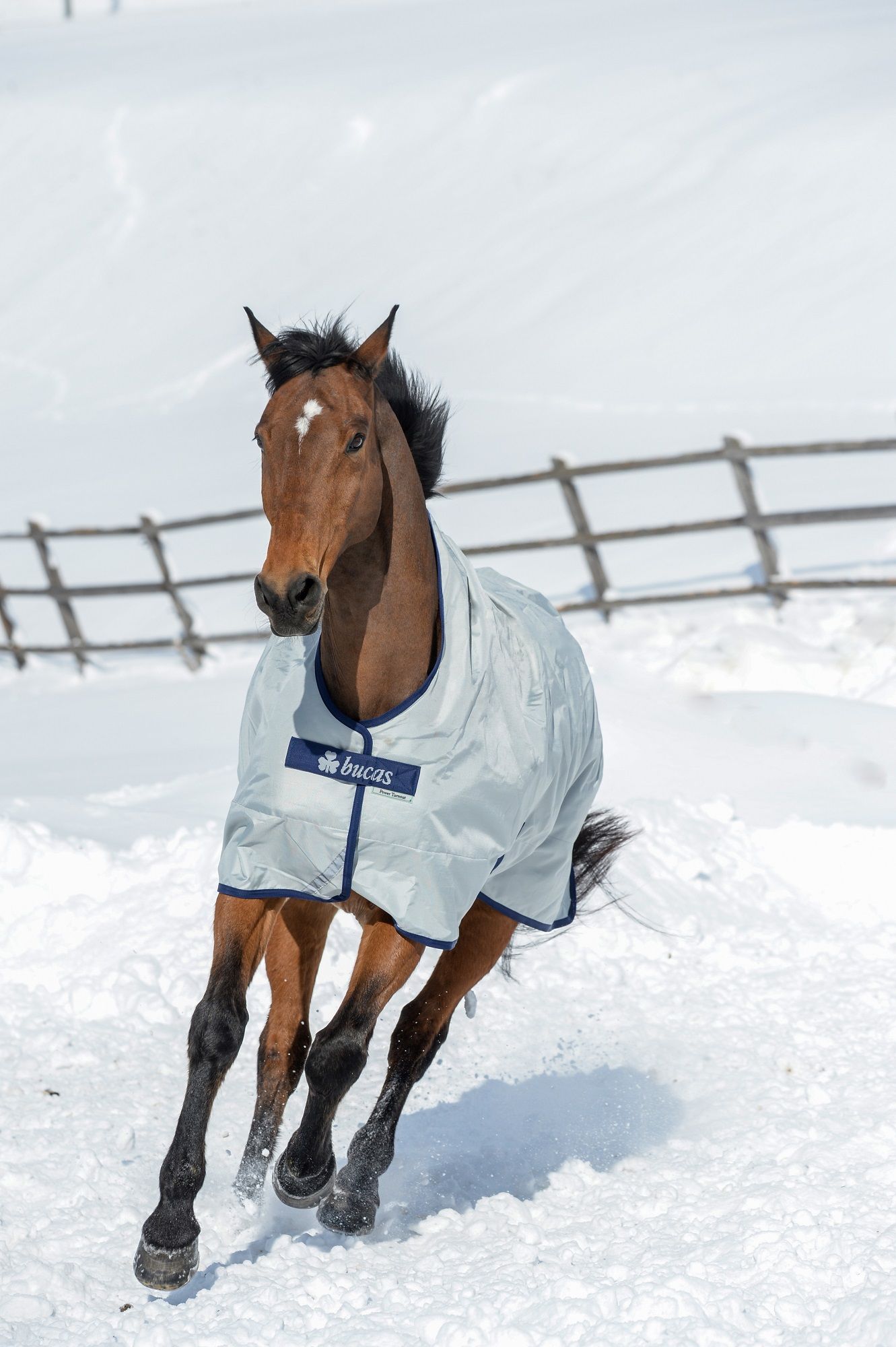 Hellgraue Pferdedecke mit dunkelblauen Rändern. Pferd rennt im Schnee. Bucas-Logo auf der Brust.