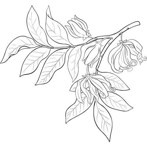 Alteya Organics Öl von Ylang-Ylang 100%