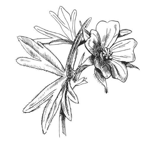 Alteya Organics Muskatöl 100%