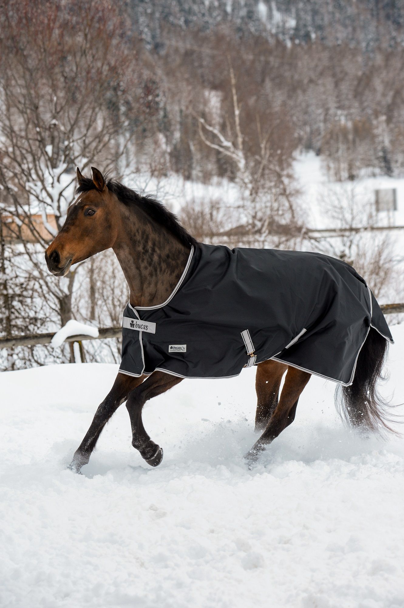 Pferdedecke Bucas Anniversary Turnout SF, schwarz, mit weißem Rand. Pferd im Schnee. Bucas-Logo sichtbar.