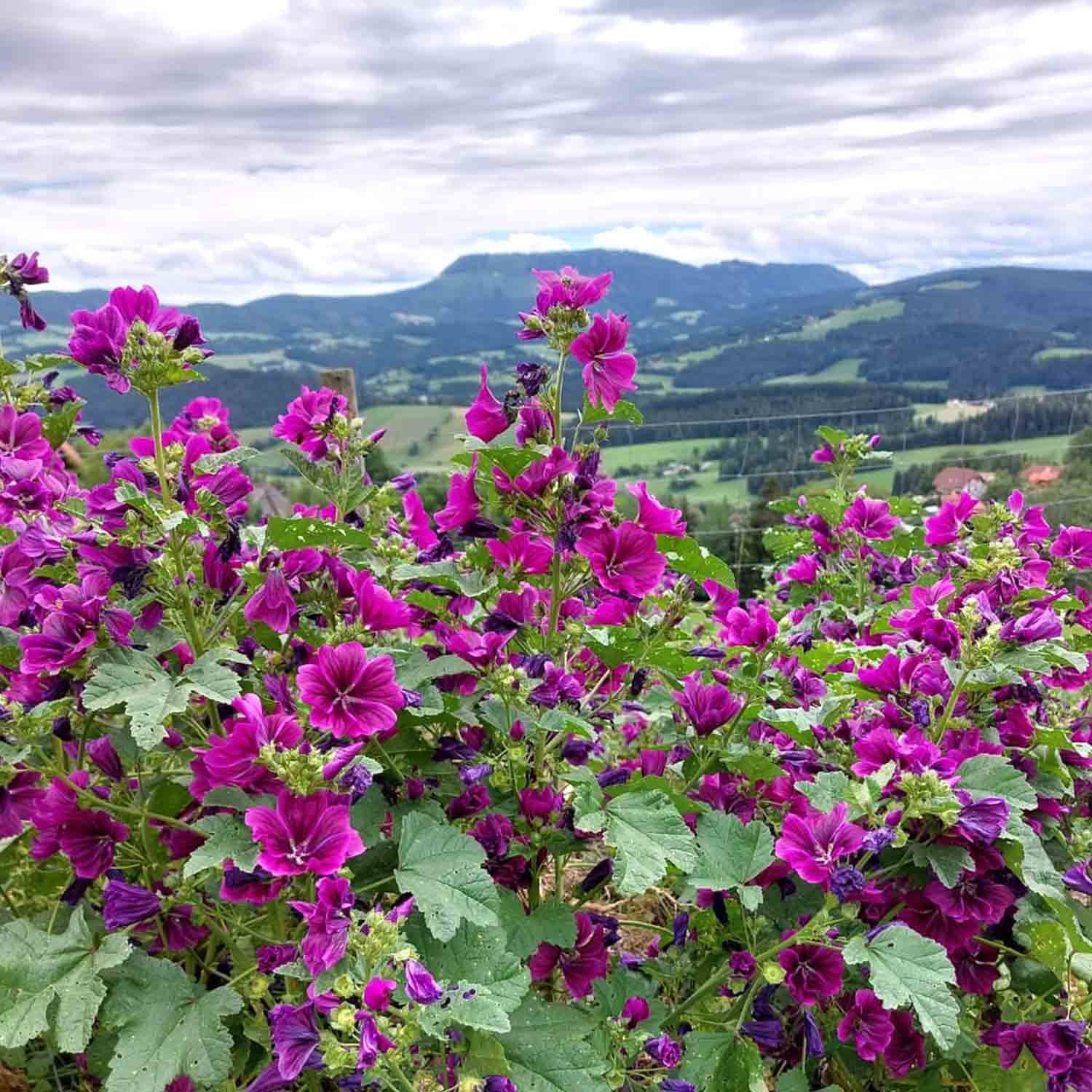 tea exclusive - Winterlinde bio Tee Alpenkräuter